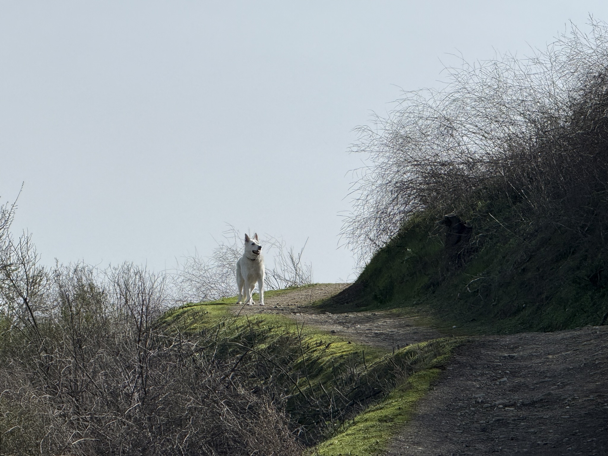 Shadow Cliffs Regional Recreation Area