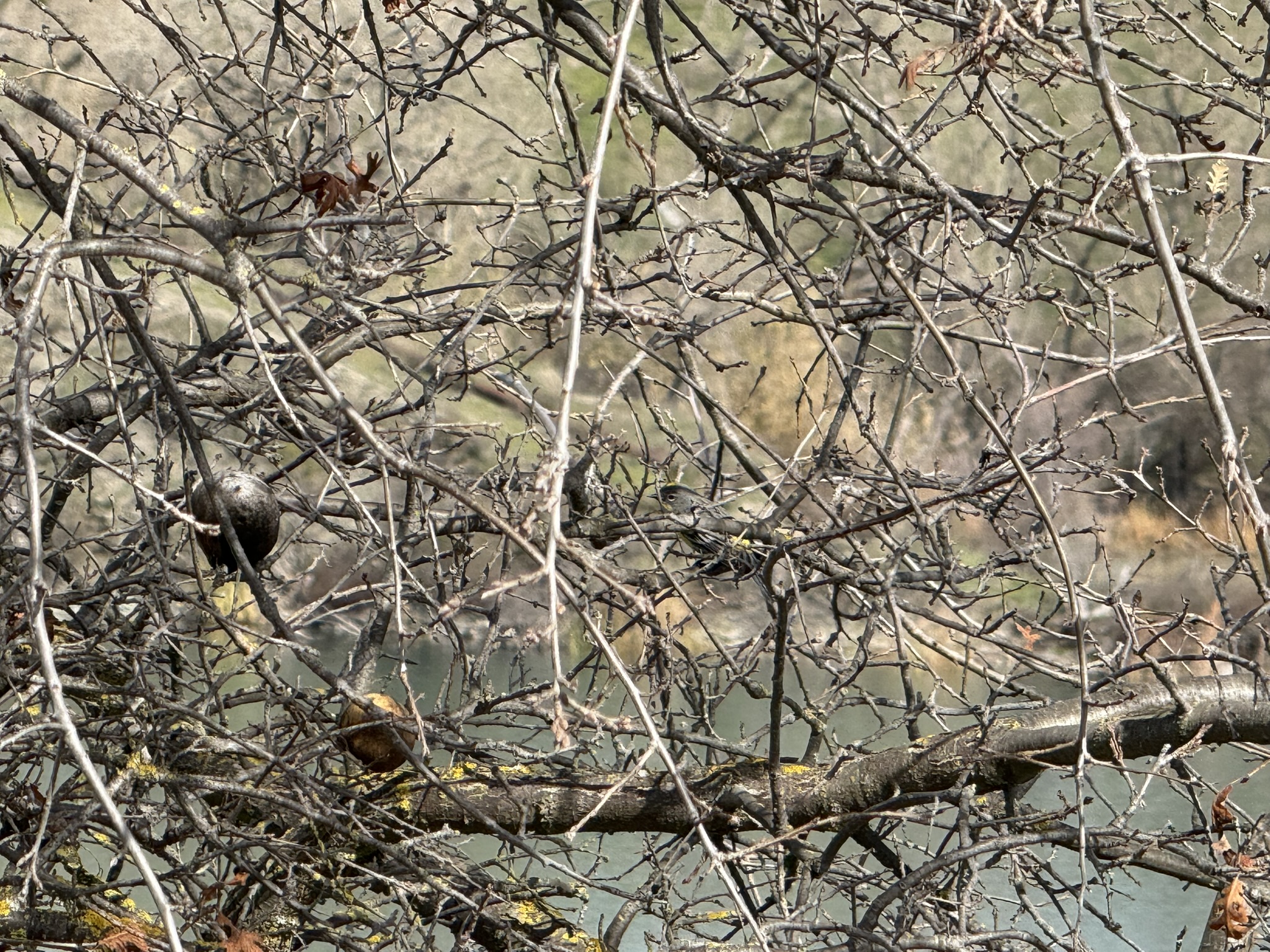 Shadow Cliffs Regional Recreation Area