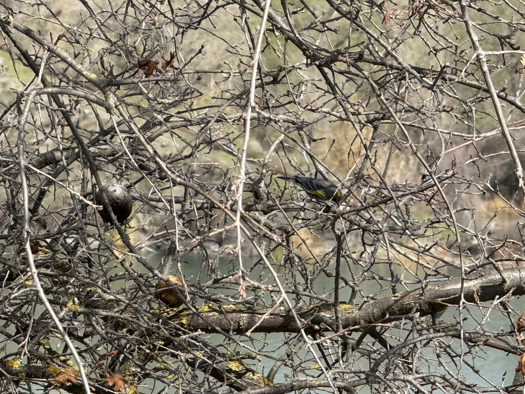 Shadow Cliffs Regional Recreation Area