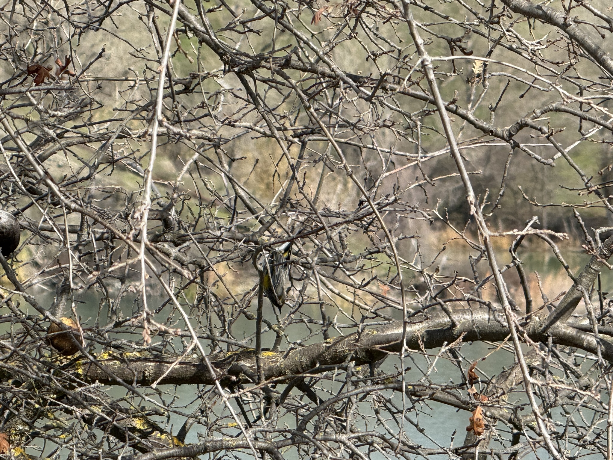 Shadow Cliffs Regional Recreation Area