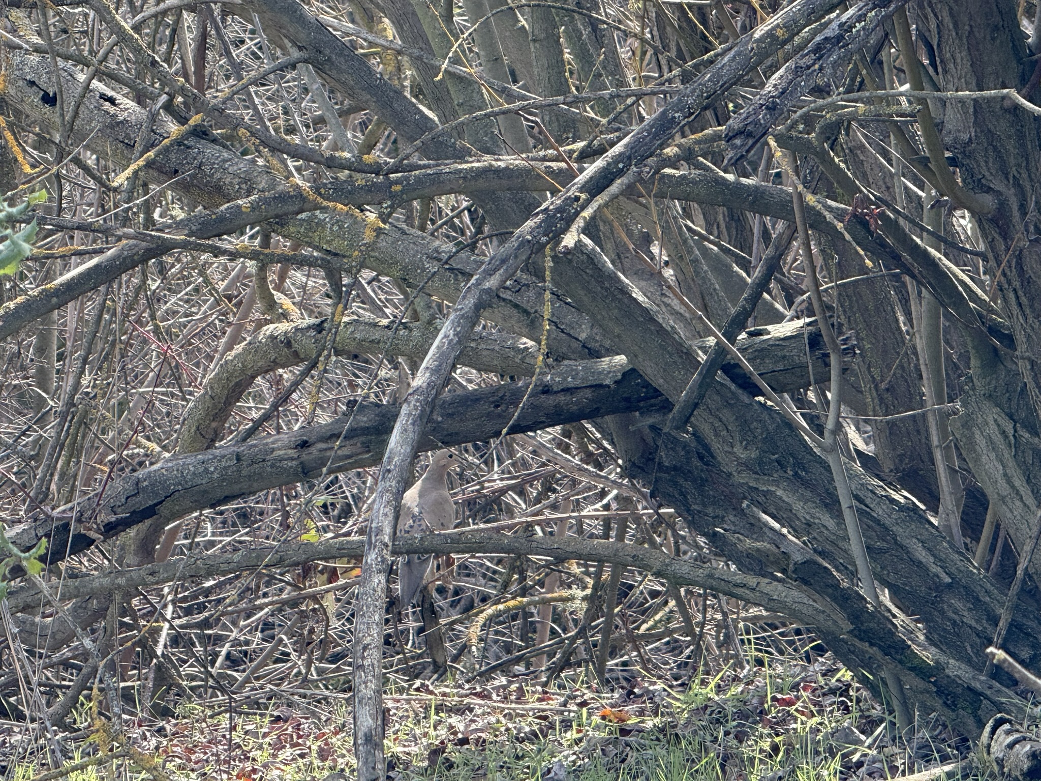 Shadow Cliffs Regional Recreation Area