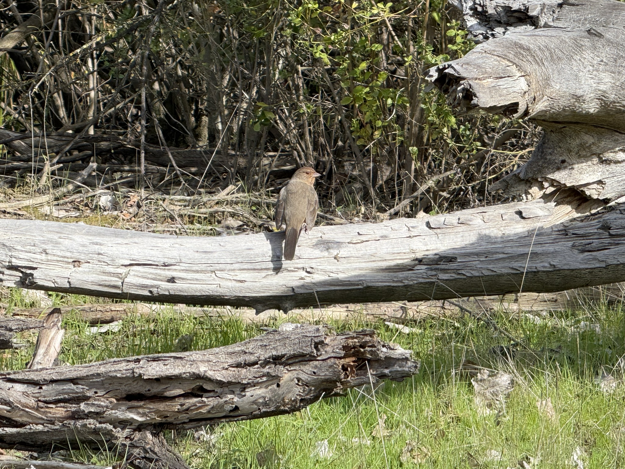 Shadow Cliffs Regional Recreation Area