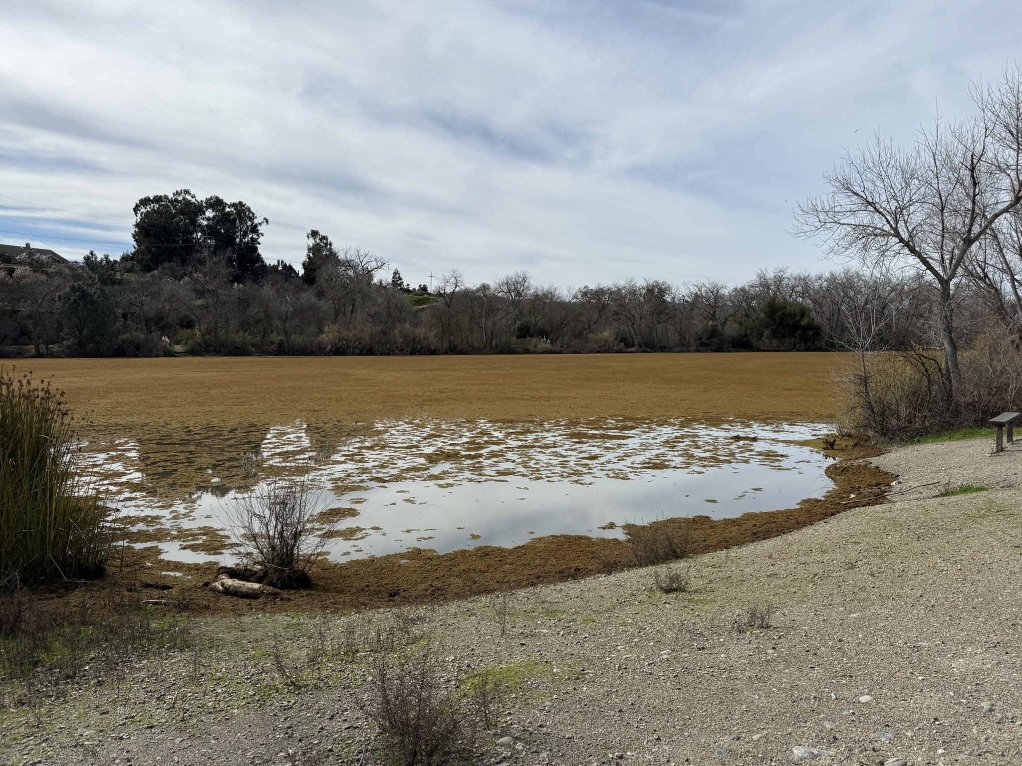 Shadow Cliffs Regional Recreation Area