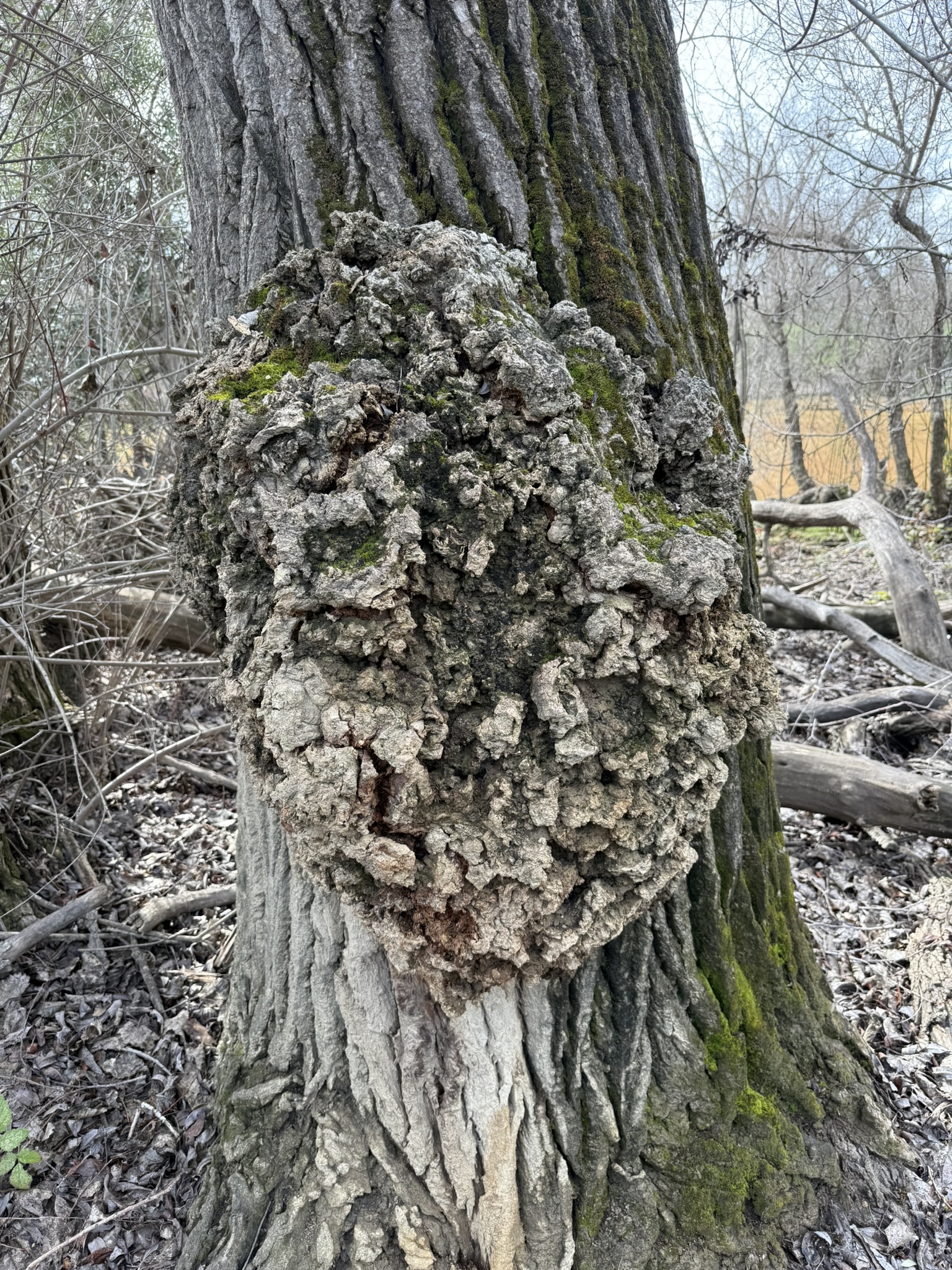 Shadow Cliffs Regional Recreation Area