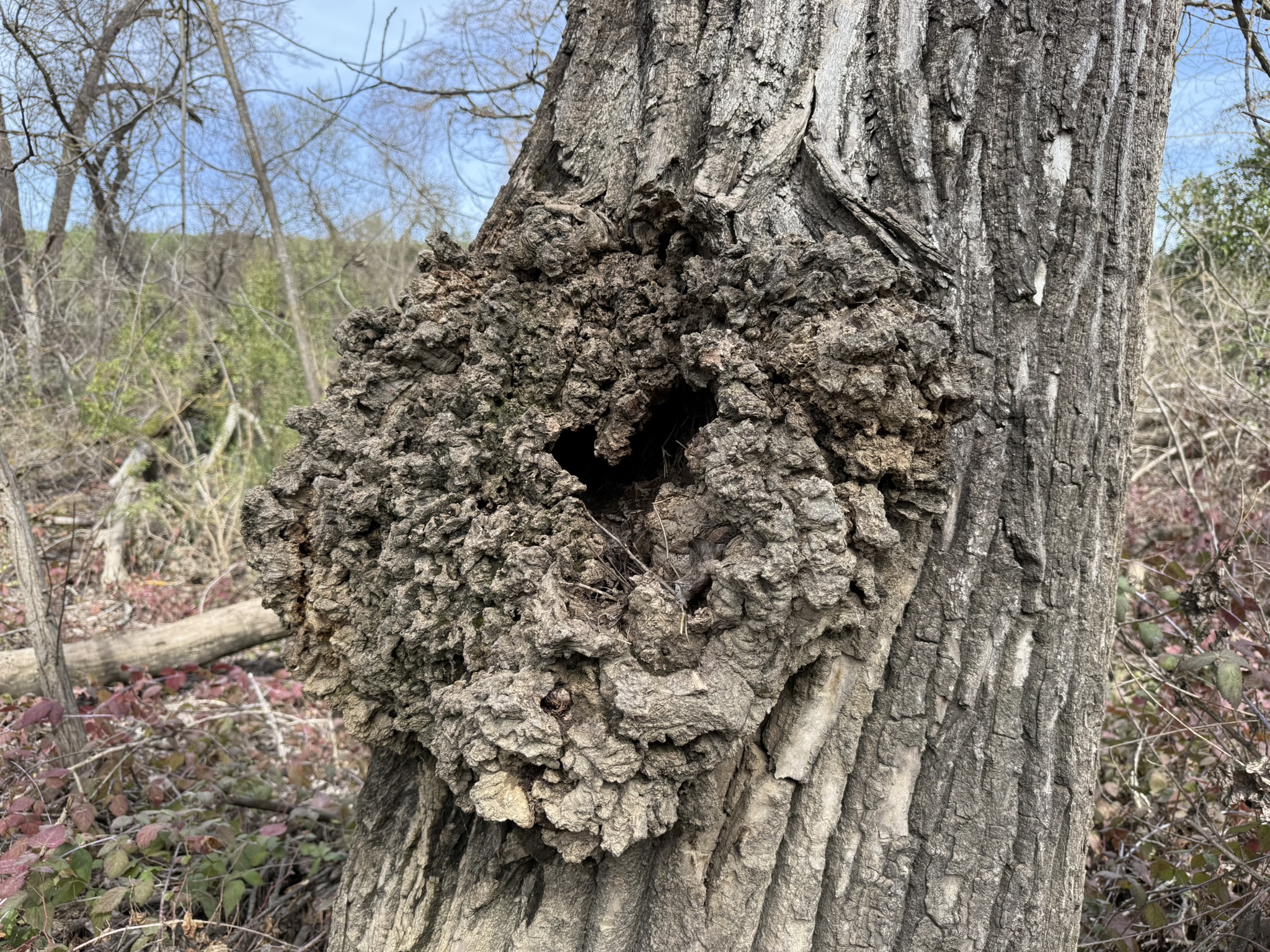 Shadow Cliffs Regional Recreation Area