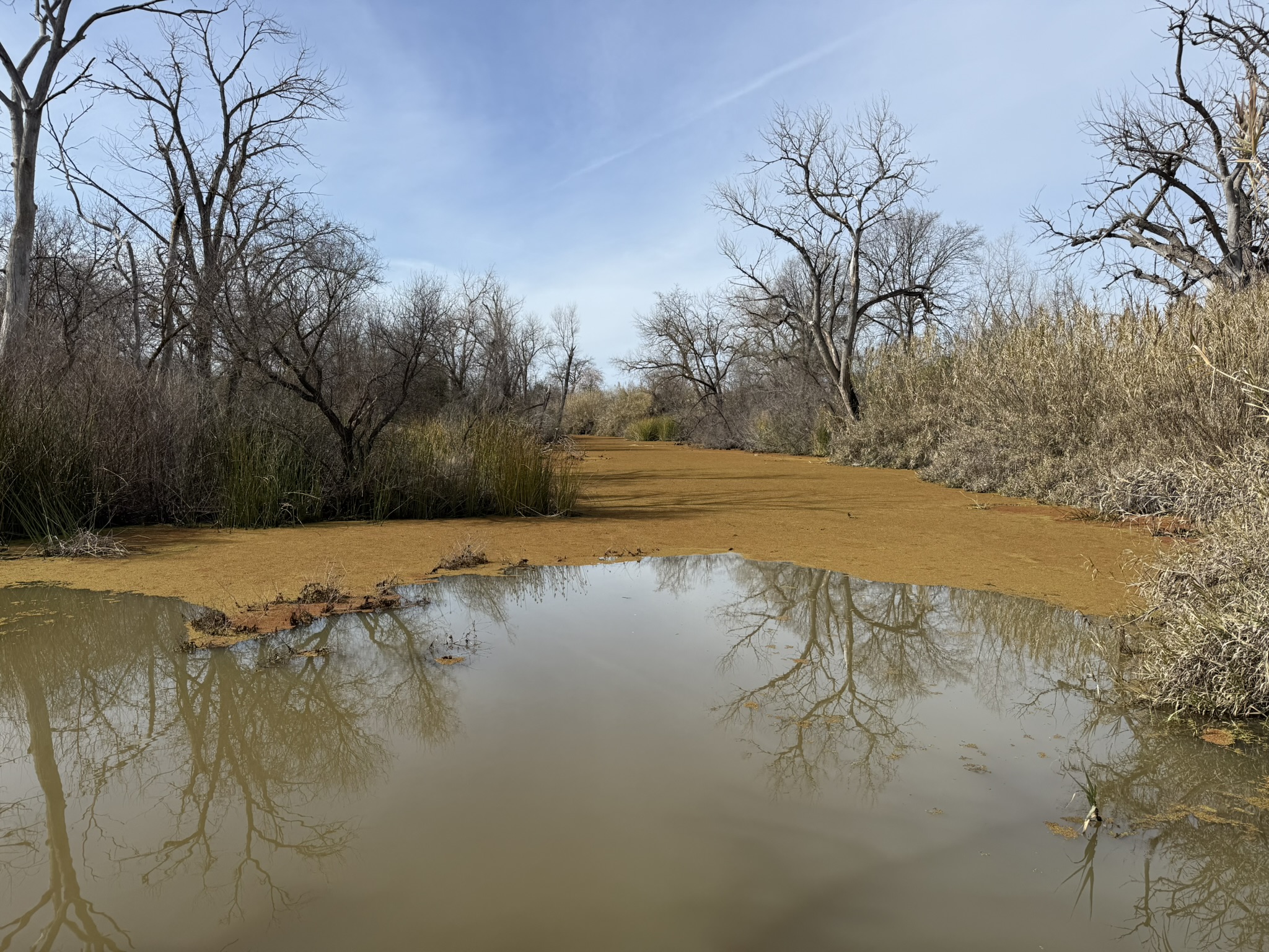 Shadow Cliffs Regional Recreation Area