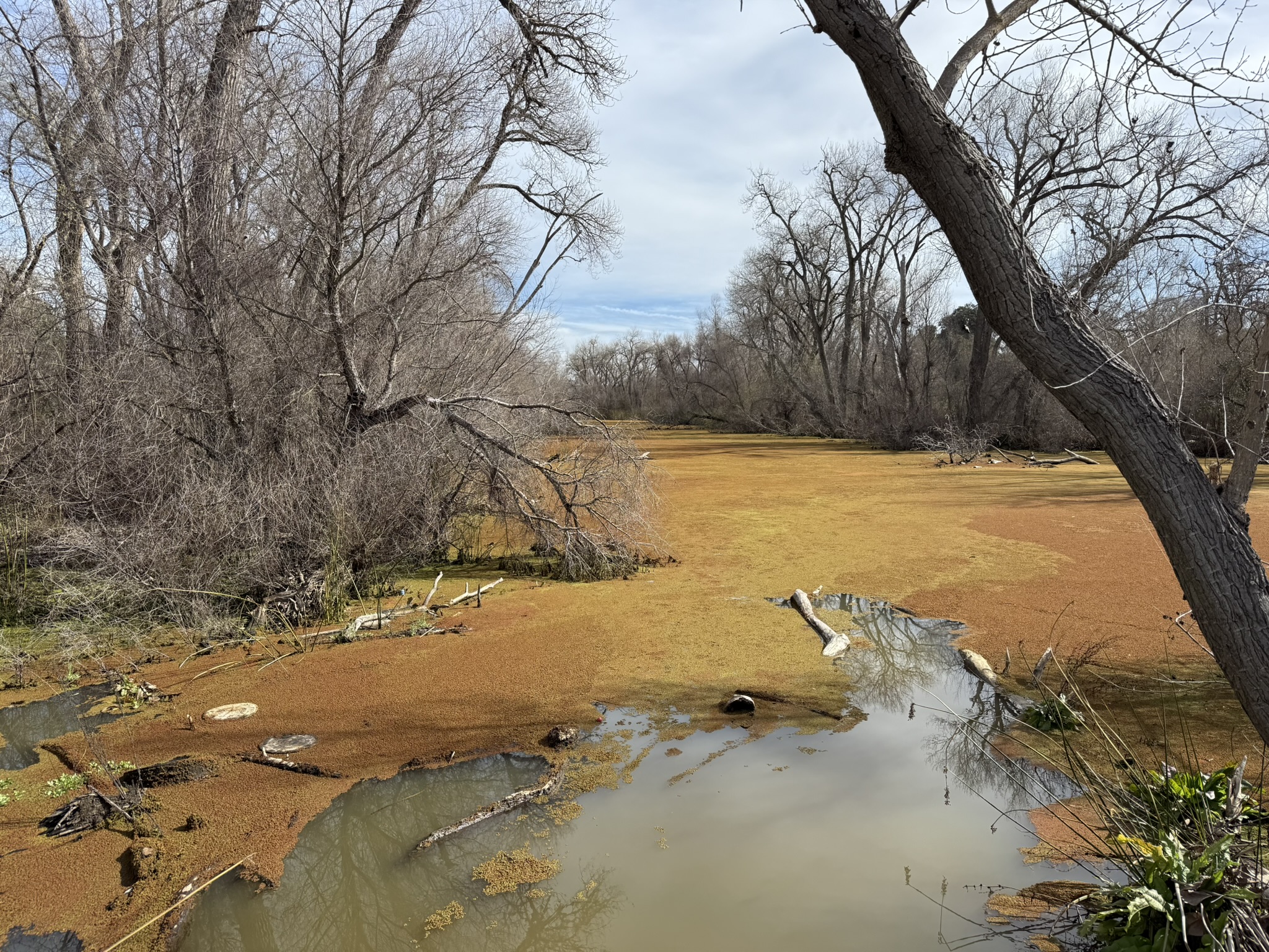 Shadow Cliffs Regional Recreation Area