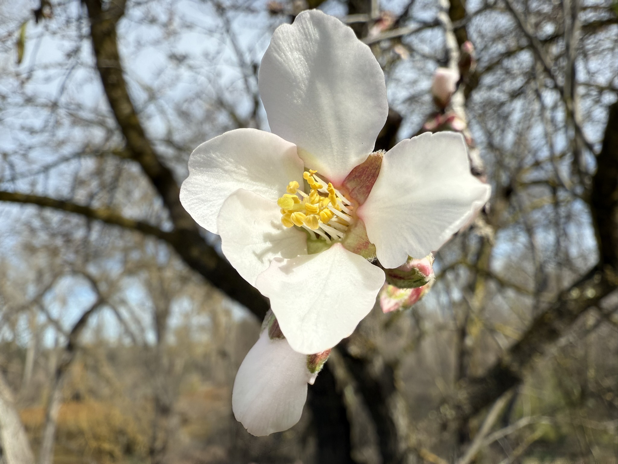 Shadow Cliffs Regional Recreation Area