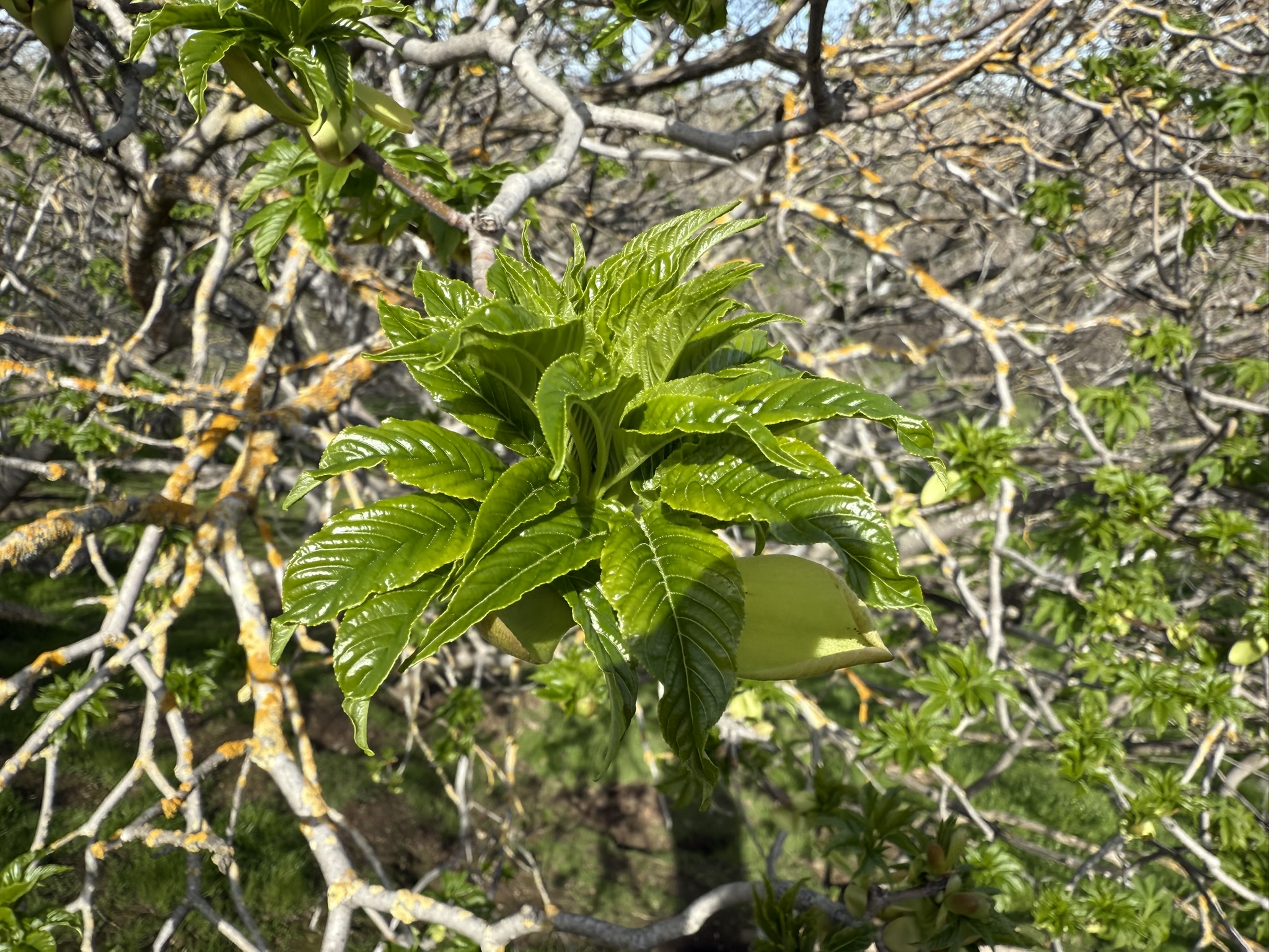 Shadow Cliffs Regional Recreation Area