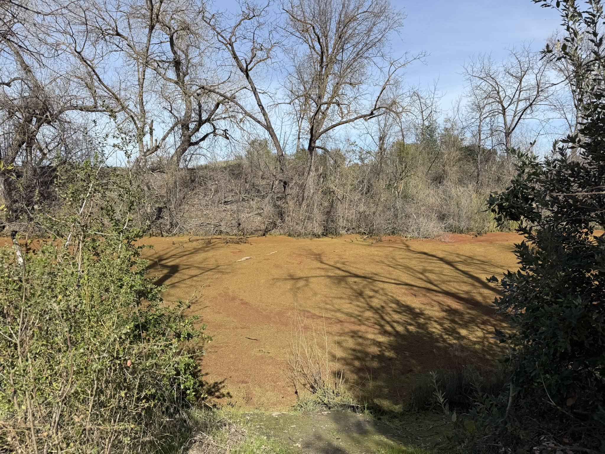 Shadow Cliffs Regional Recreation Area