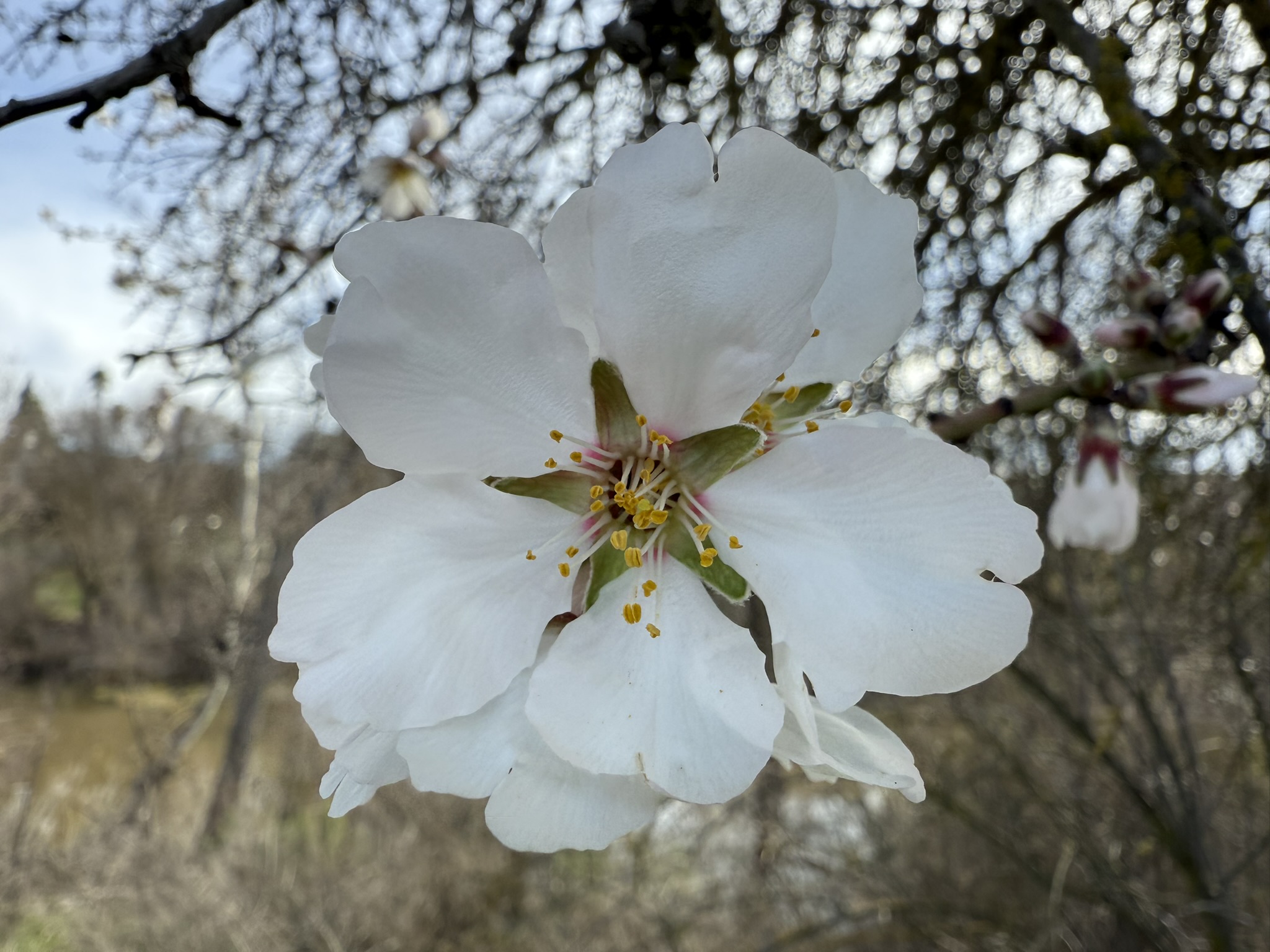 Shadow Cliffs Regional Recreation Area