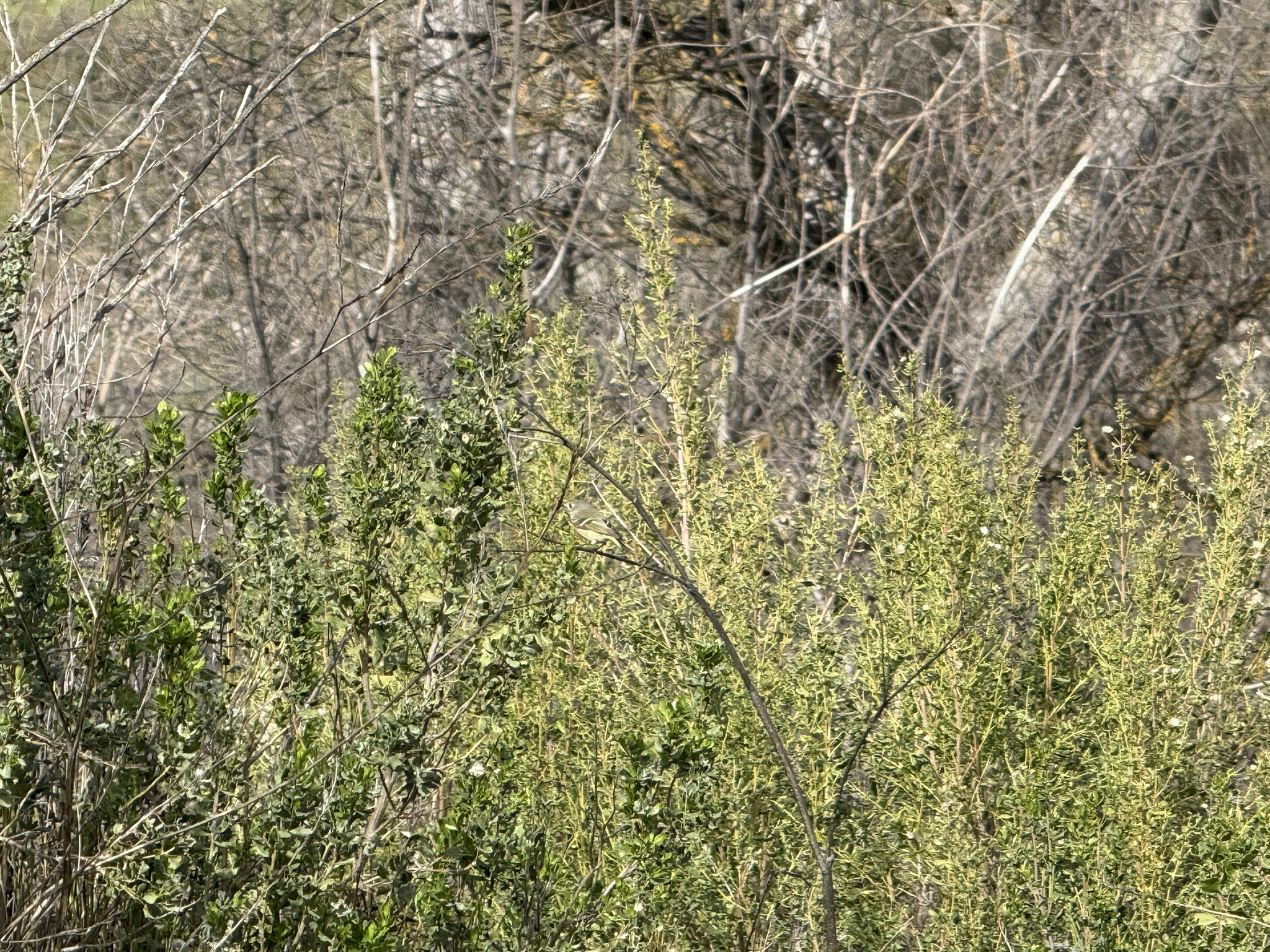 Shadow Cliffs Regional Recreation Area