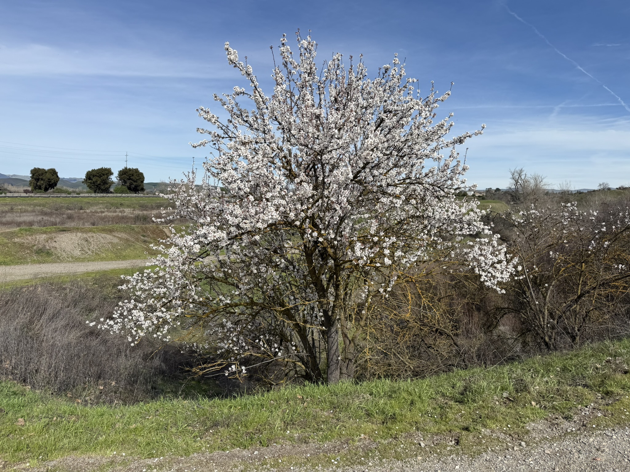 Shadow Cliffs Regional Recreation Area