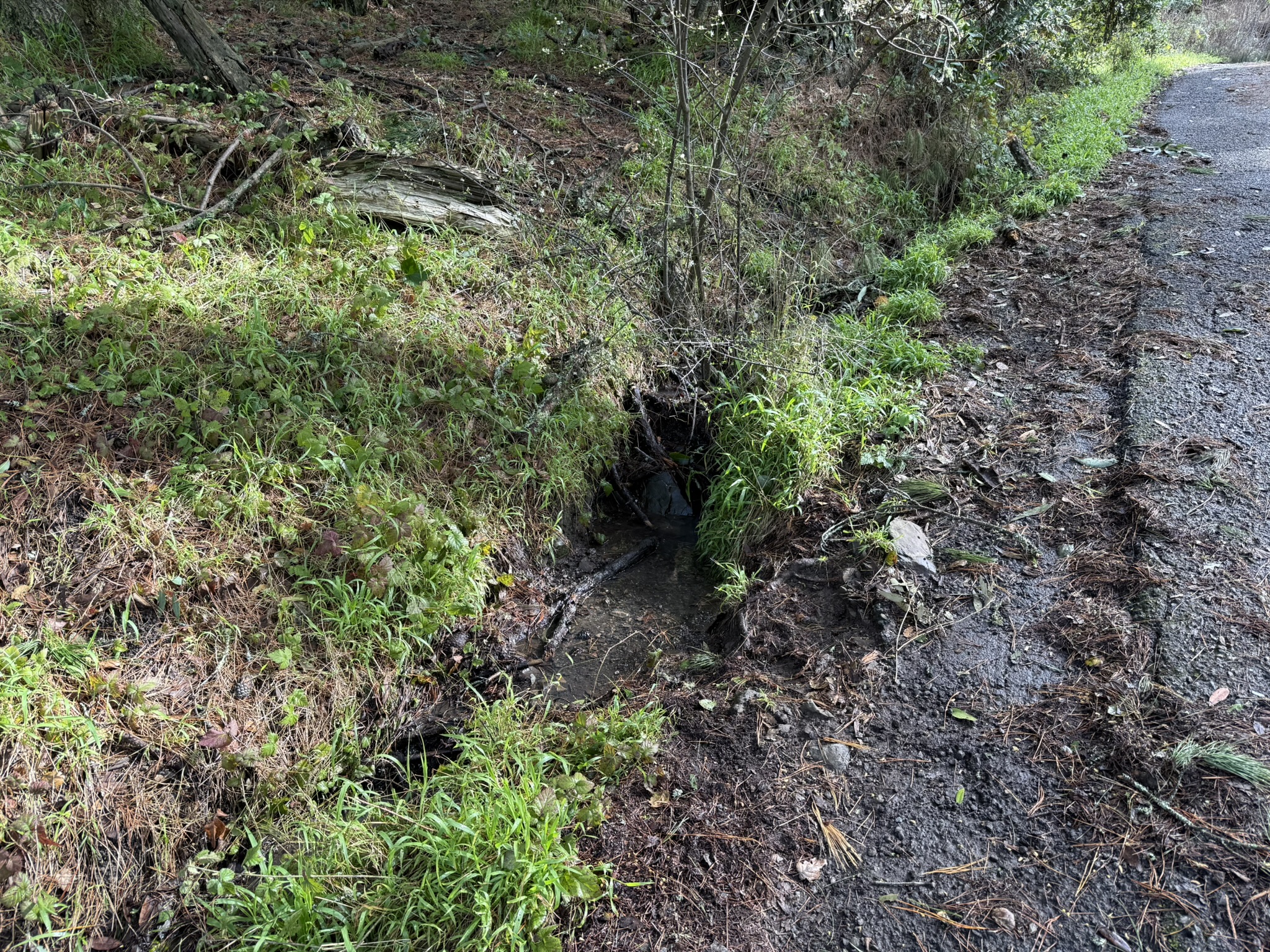 Sibley Volcanic Regional Preserve