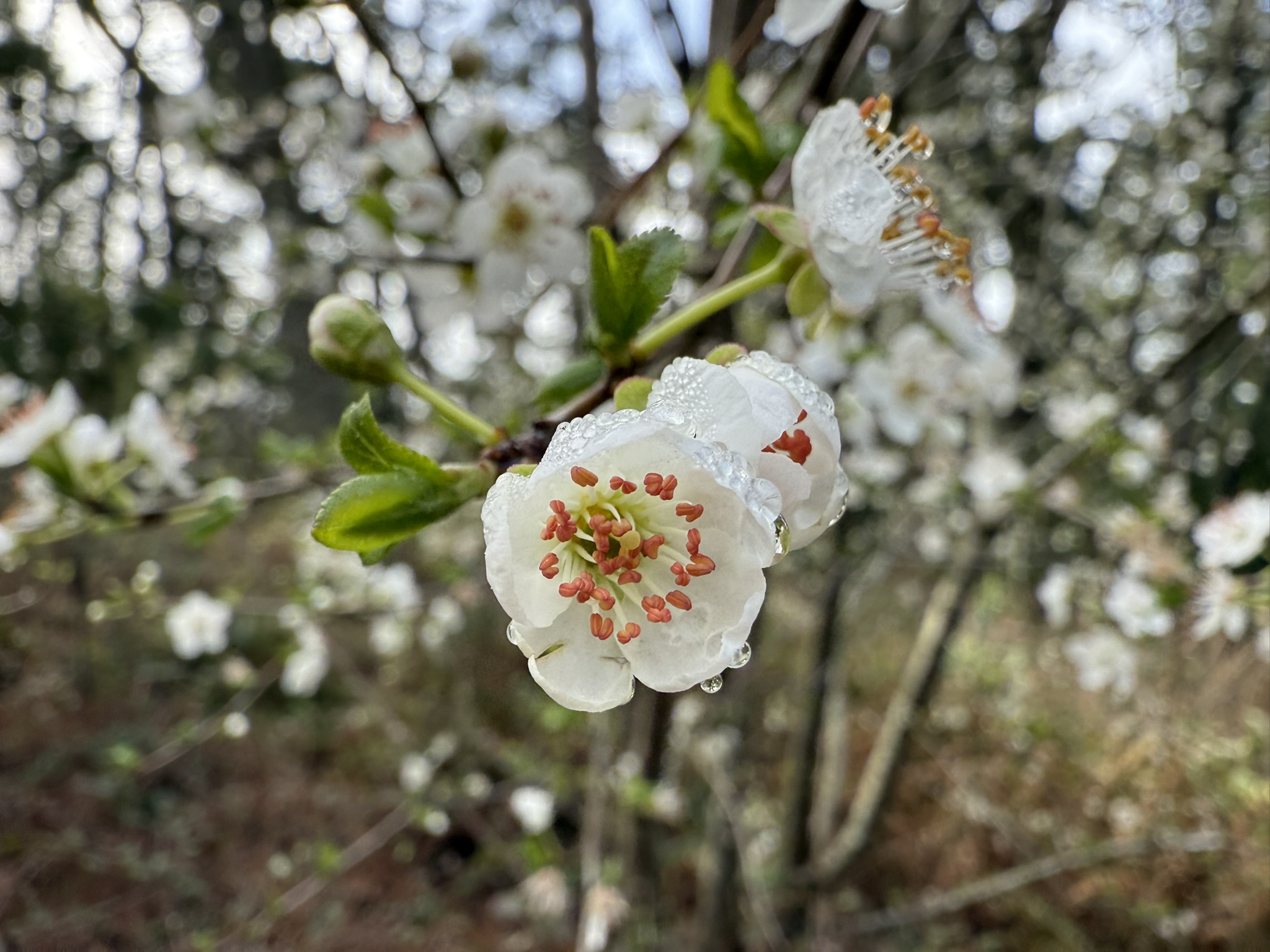 Sibley Volcanic Regional Preserve