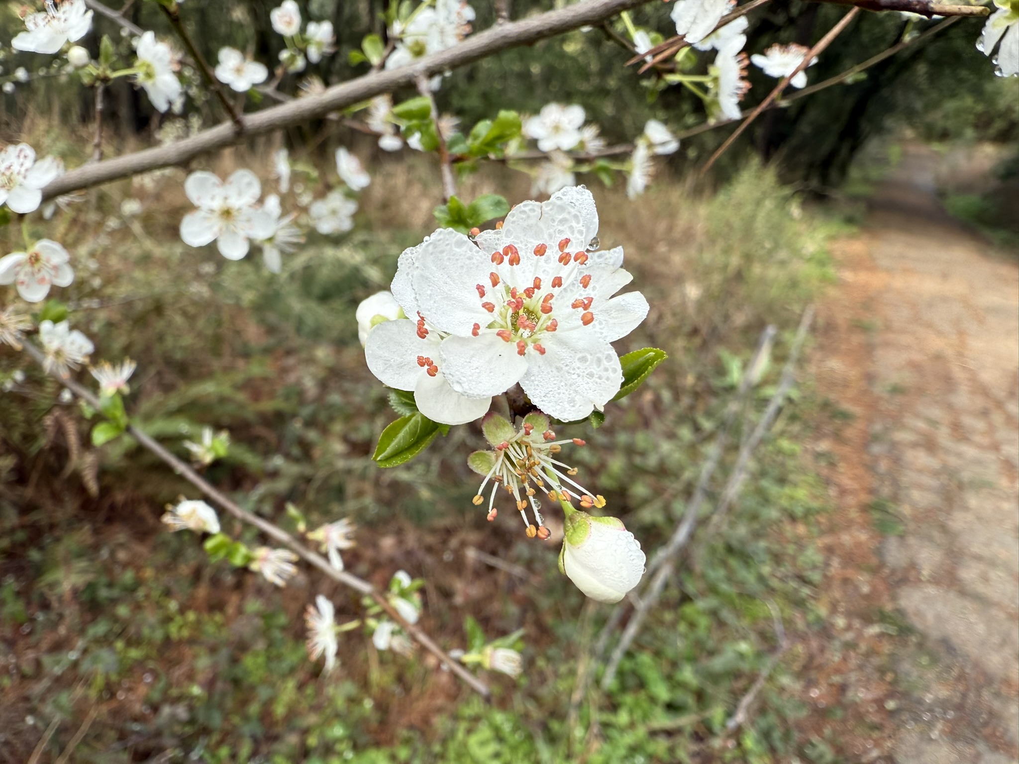 Sibley Volcanic Regional Preserve