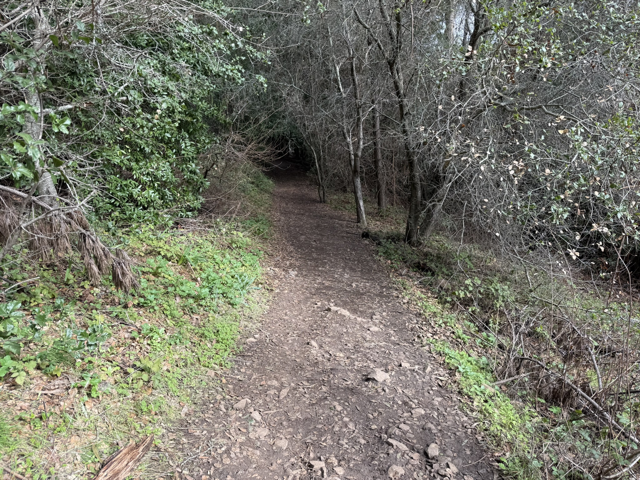 Sibley Volcanic Regional Preserve