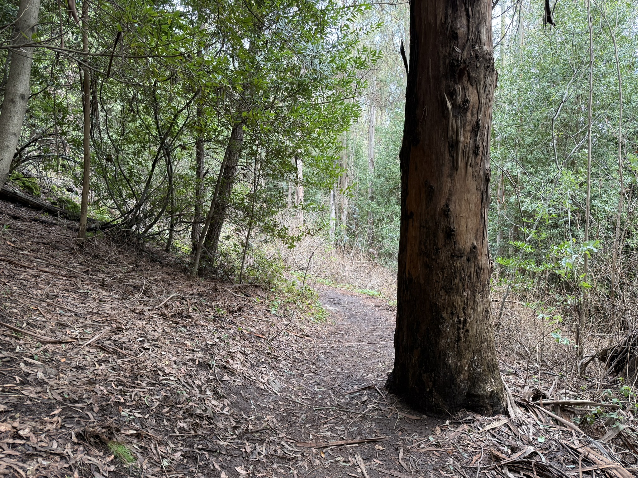 Sibley Volcanic Regional Preserve