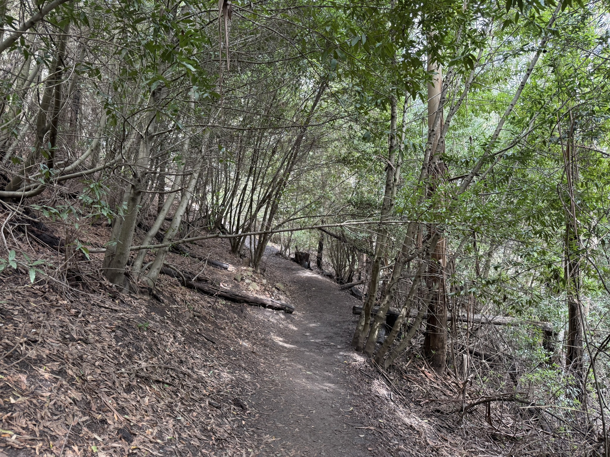 Sibley Volcanic Regional Preserve