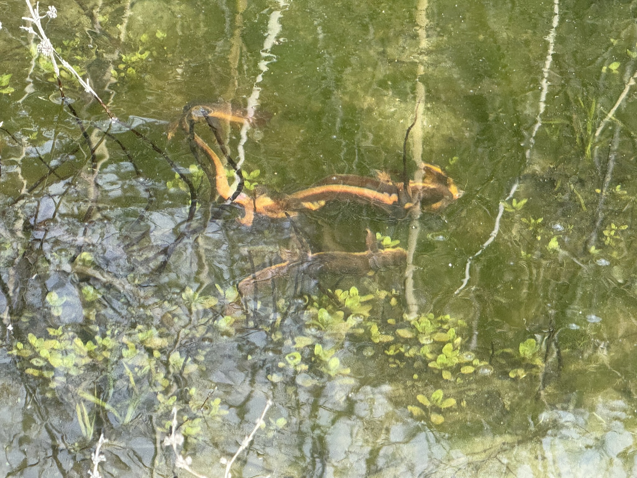 Sibley Volcanic Regional Preserve