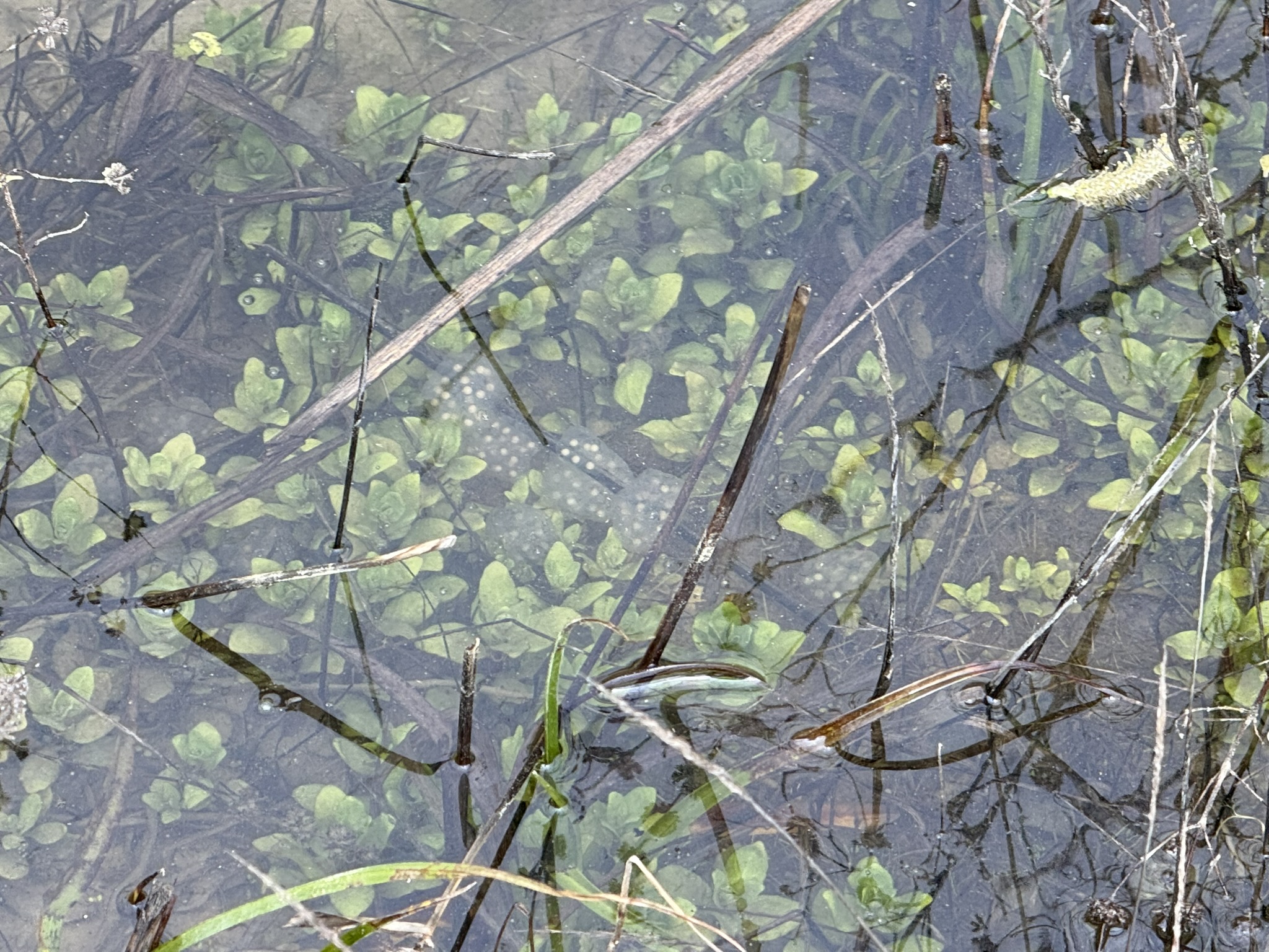 Sibley Volcanic Regional Preserve