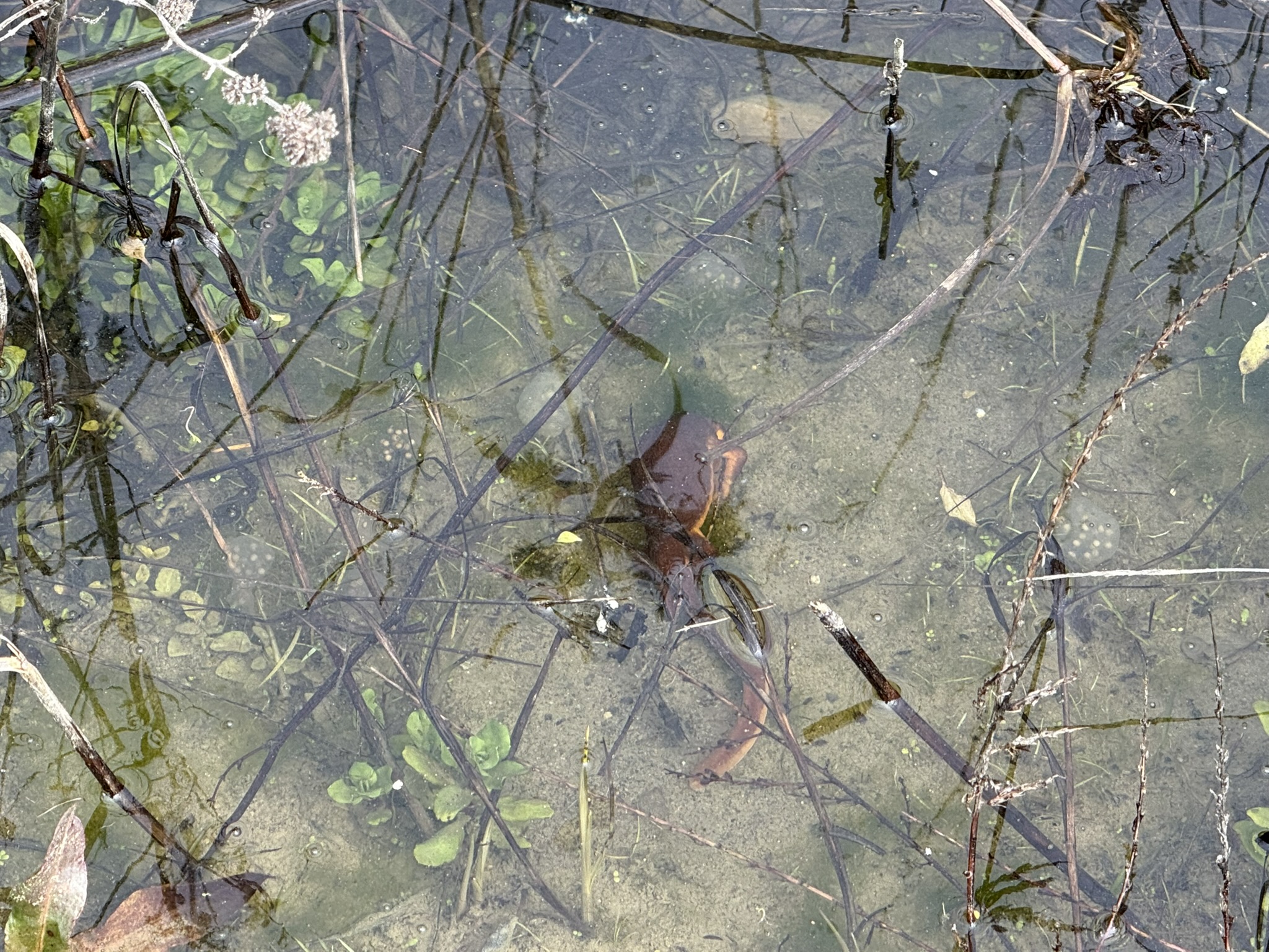 Sibley Volcanic Regional Preserve