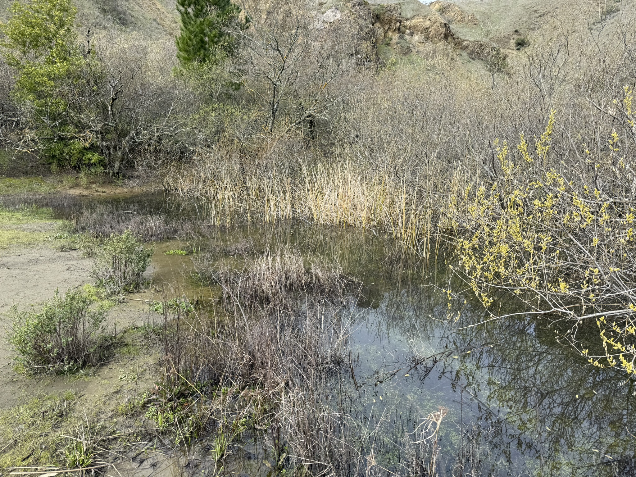 Sibley Volcanic Regional Preserve