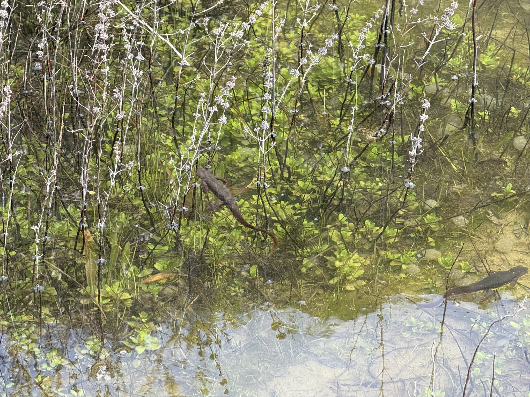 Sibley Volcanic Regional Preserve