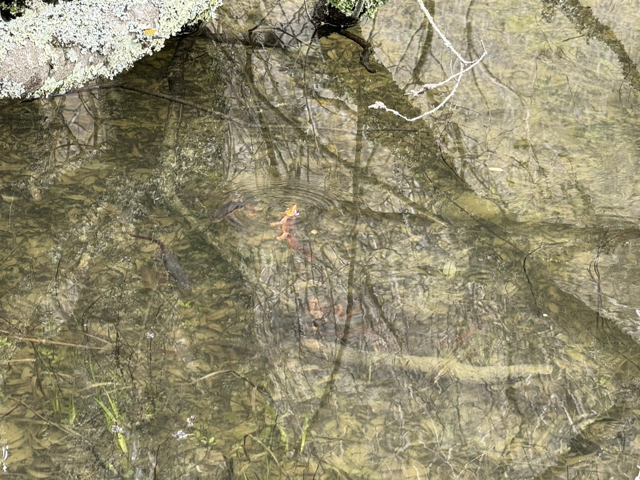 Sibley Volcanic Regional Preserve