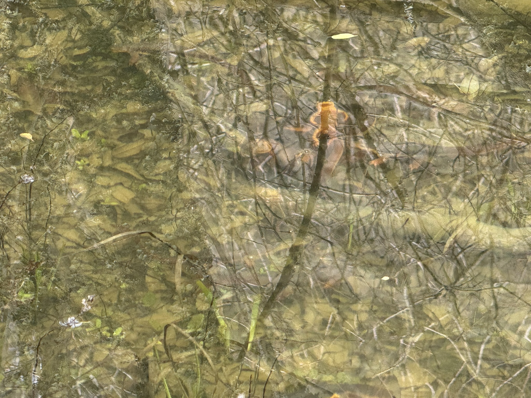 Sibley Volcanic Regional Preserve