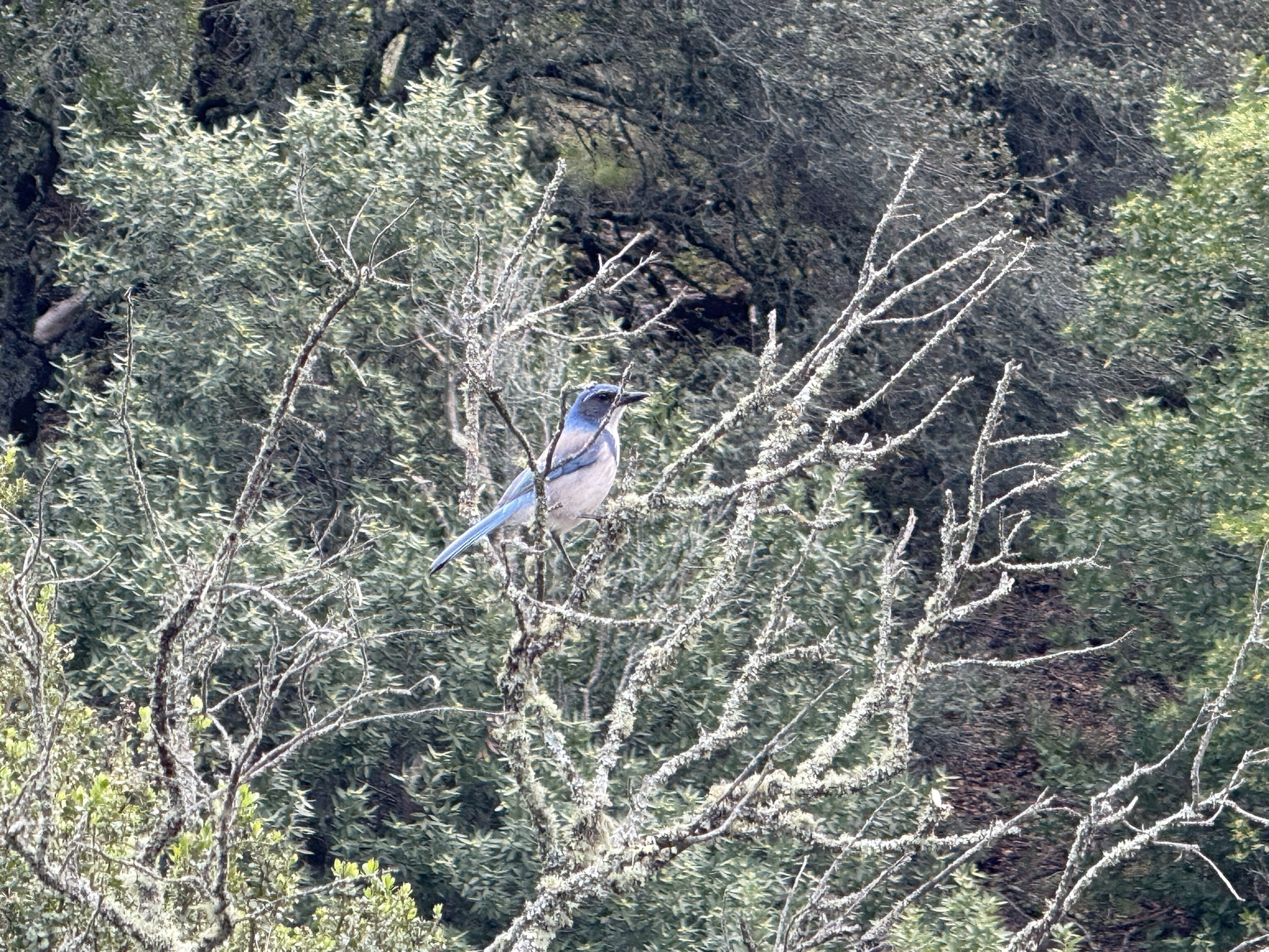 Sibley Volcanic Regional Preserve