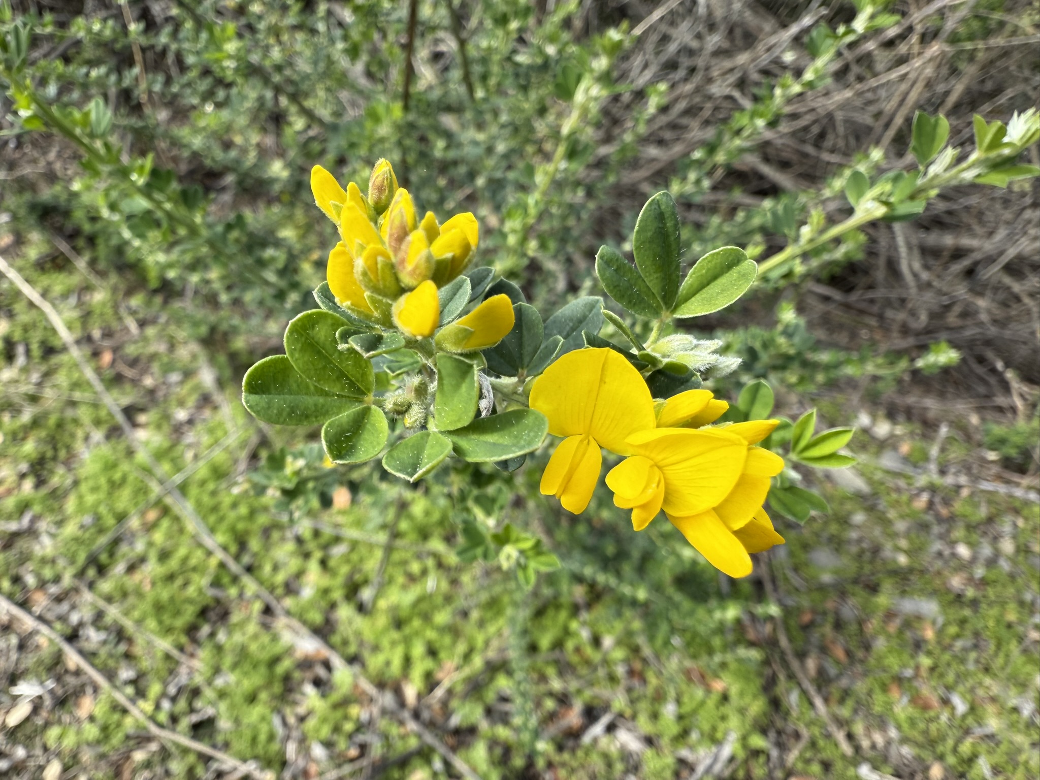 Sibley Volcanic Regional Preserve