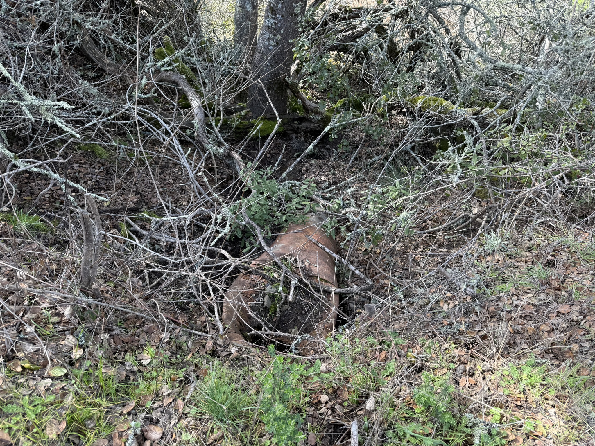 Sibley Volcanic Regional Preserve