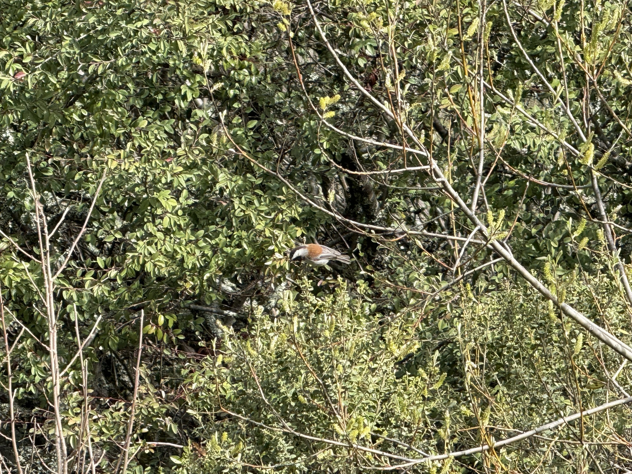 Sibley Volcanic Regional Preserve