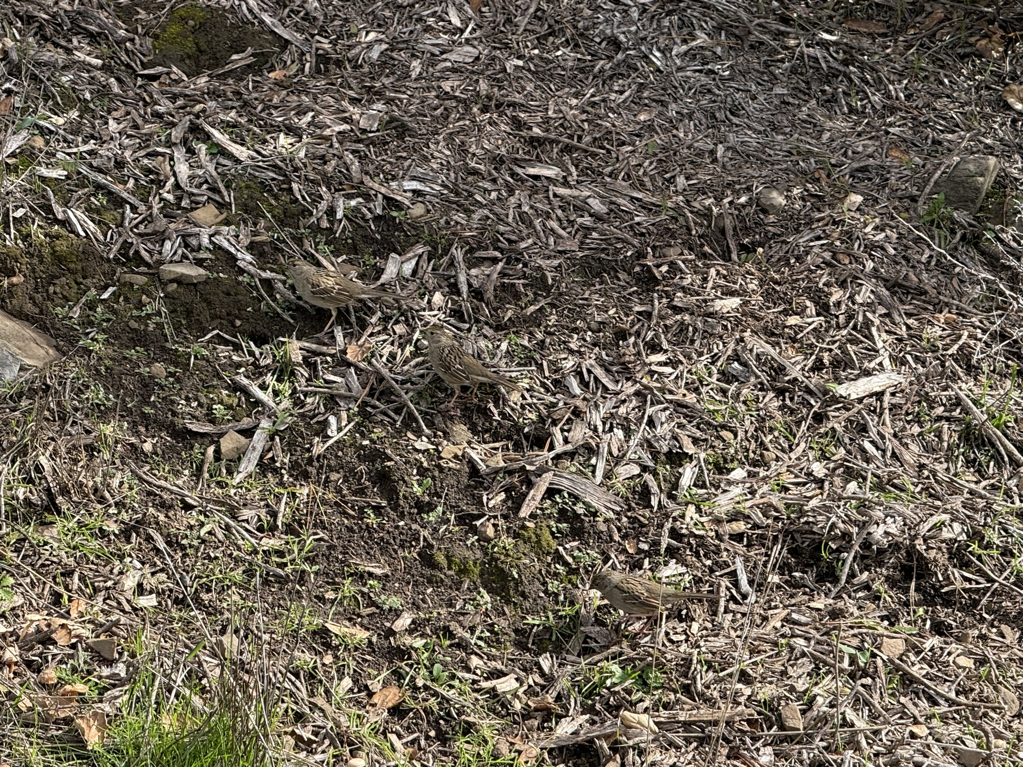 Sibley Volcanic Regional Preserve