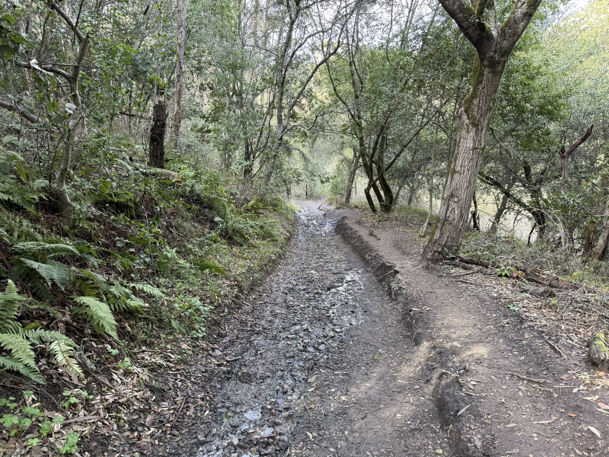 Sibley Volcanic Regional Preserve