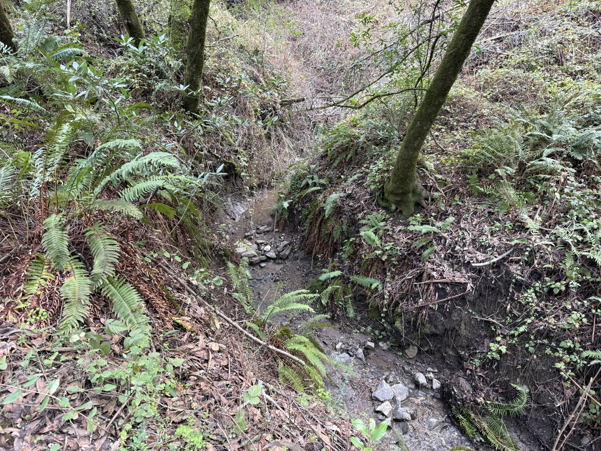 Sibley Volcanic Regional Preserve