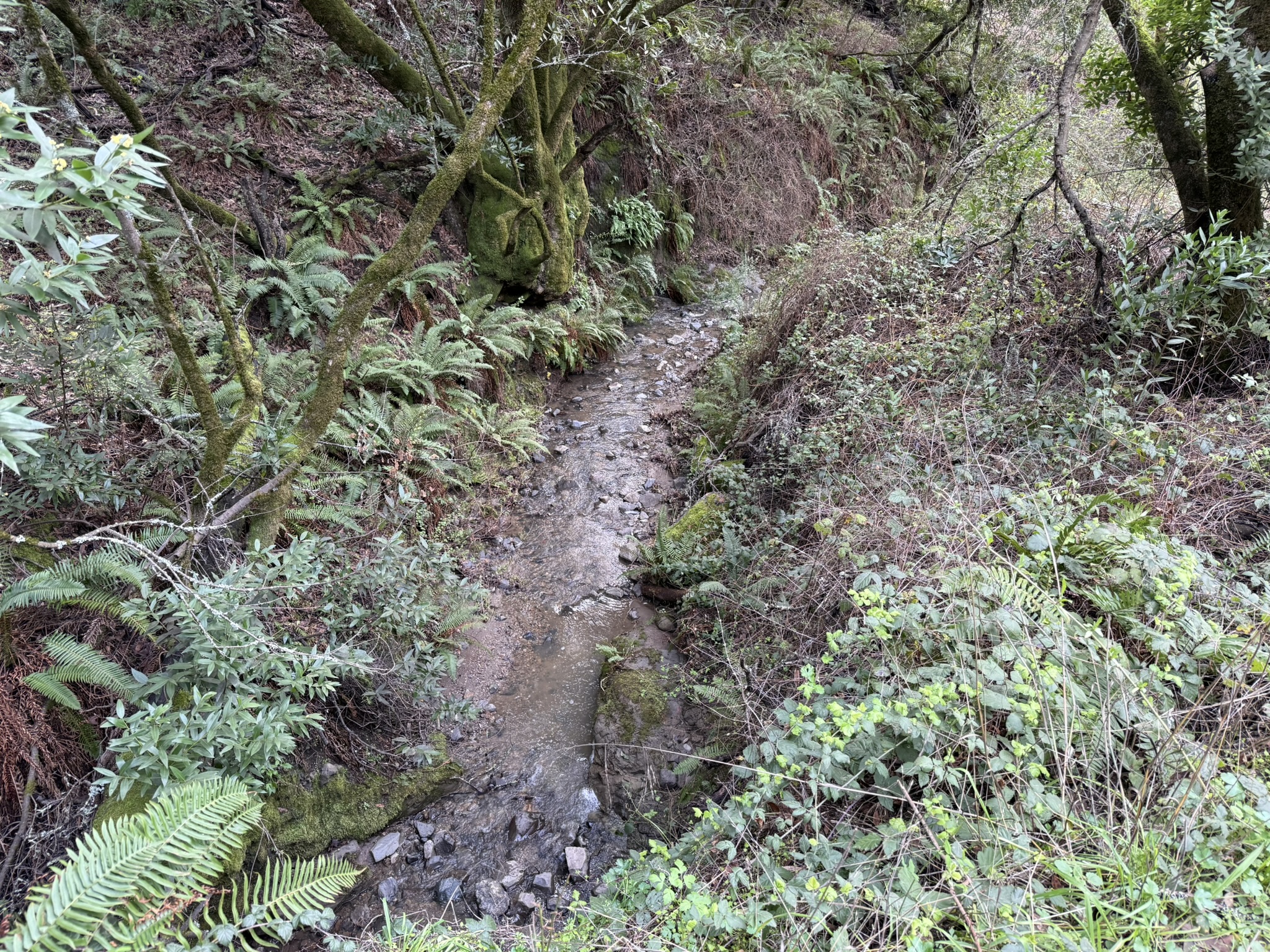 Sibley Volcanic Regional Preserve