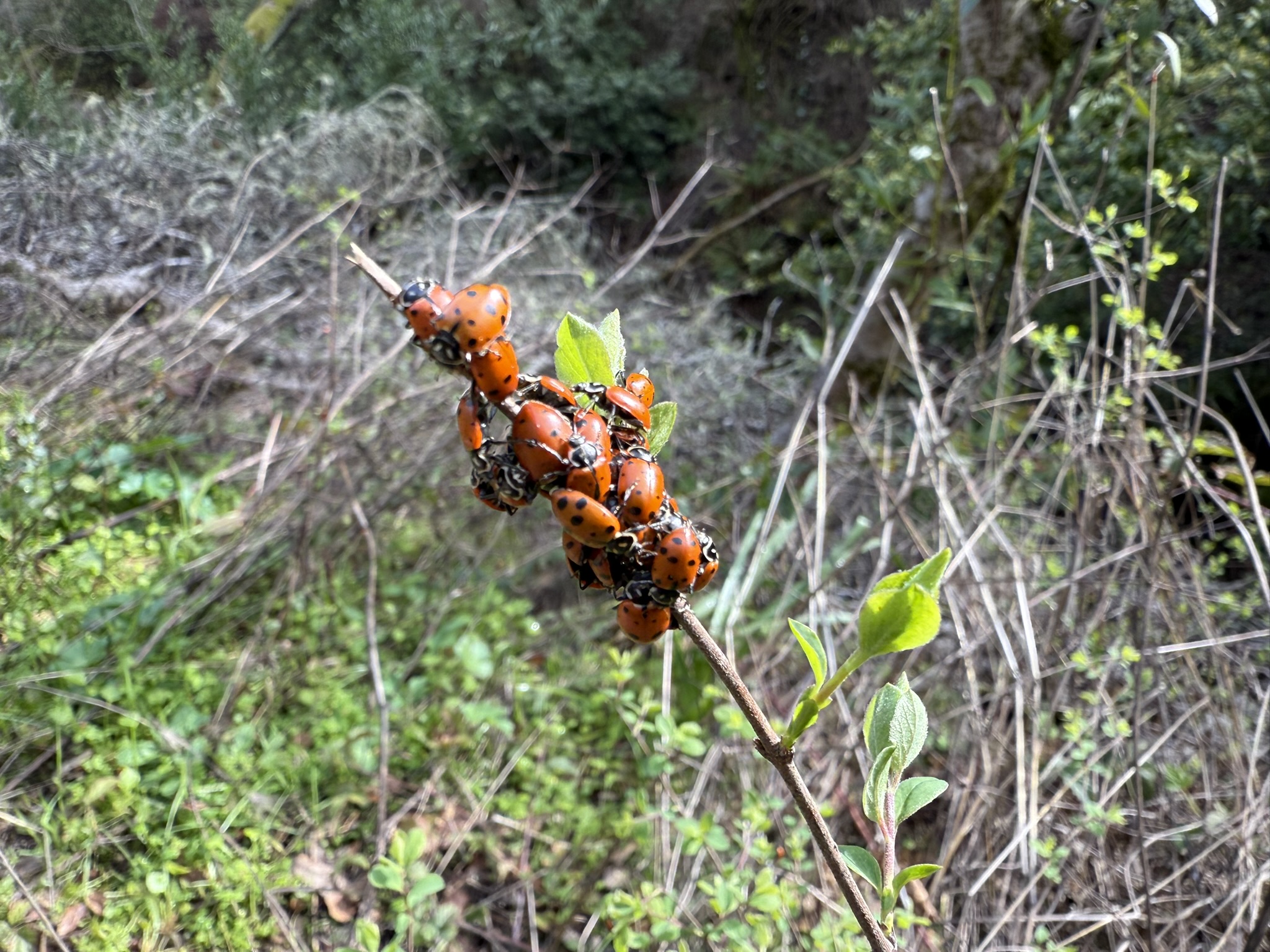 Sibley Volcanic Regional Preserve