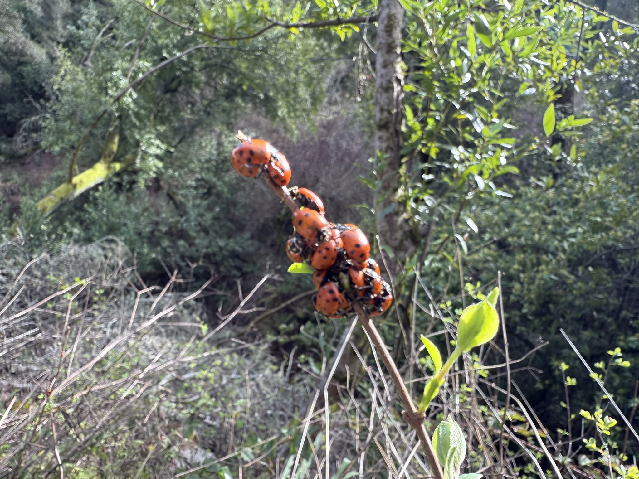 Sibley Volcanic Regional Preserve