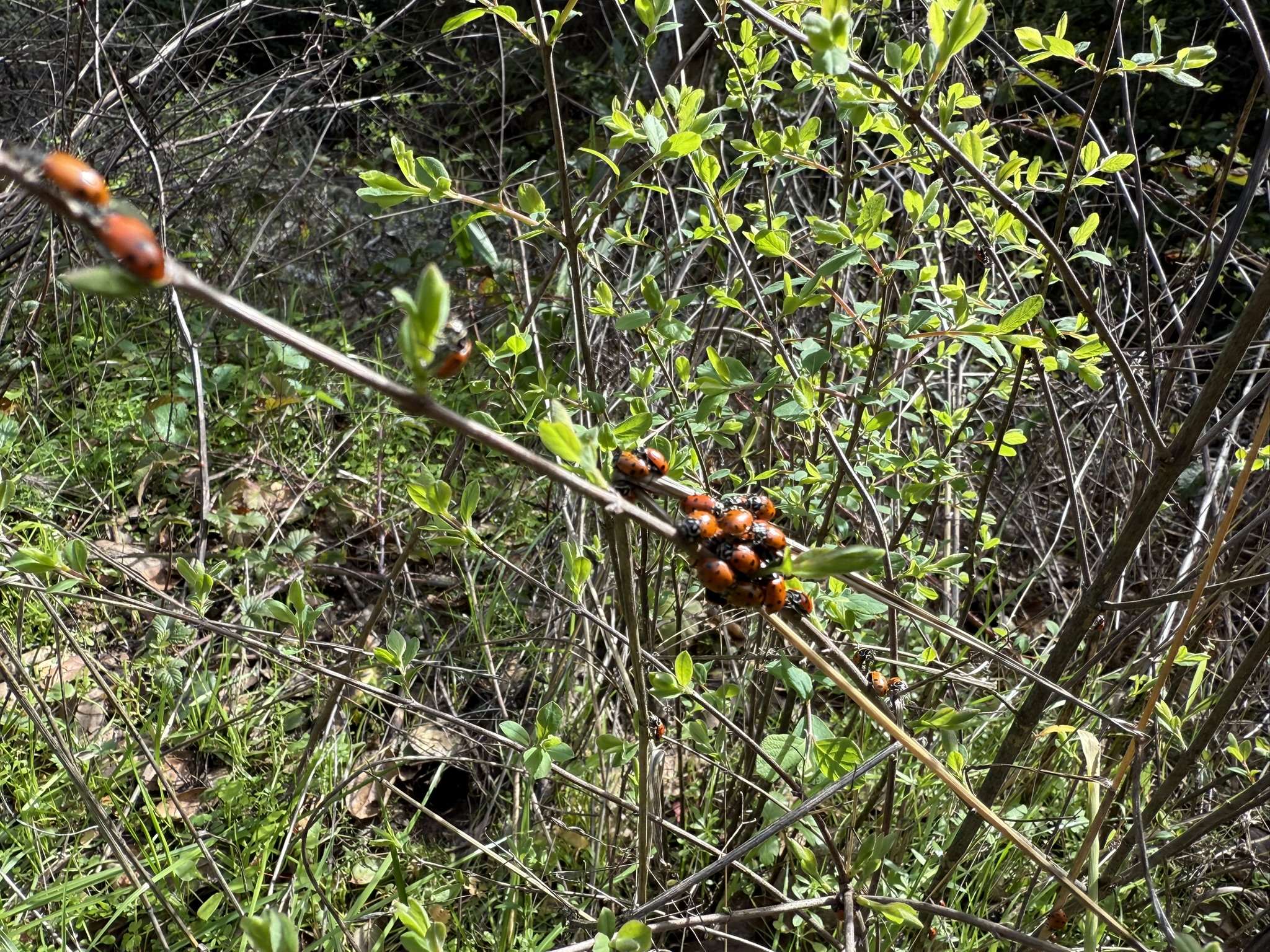 Sibley Volcanic Regional Preserve