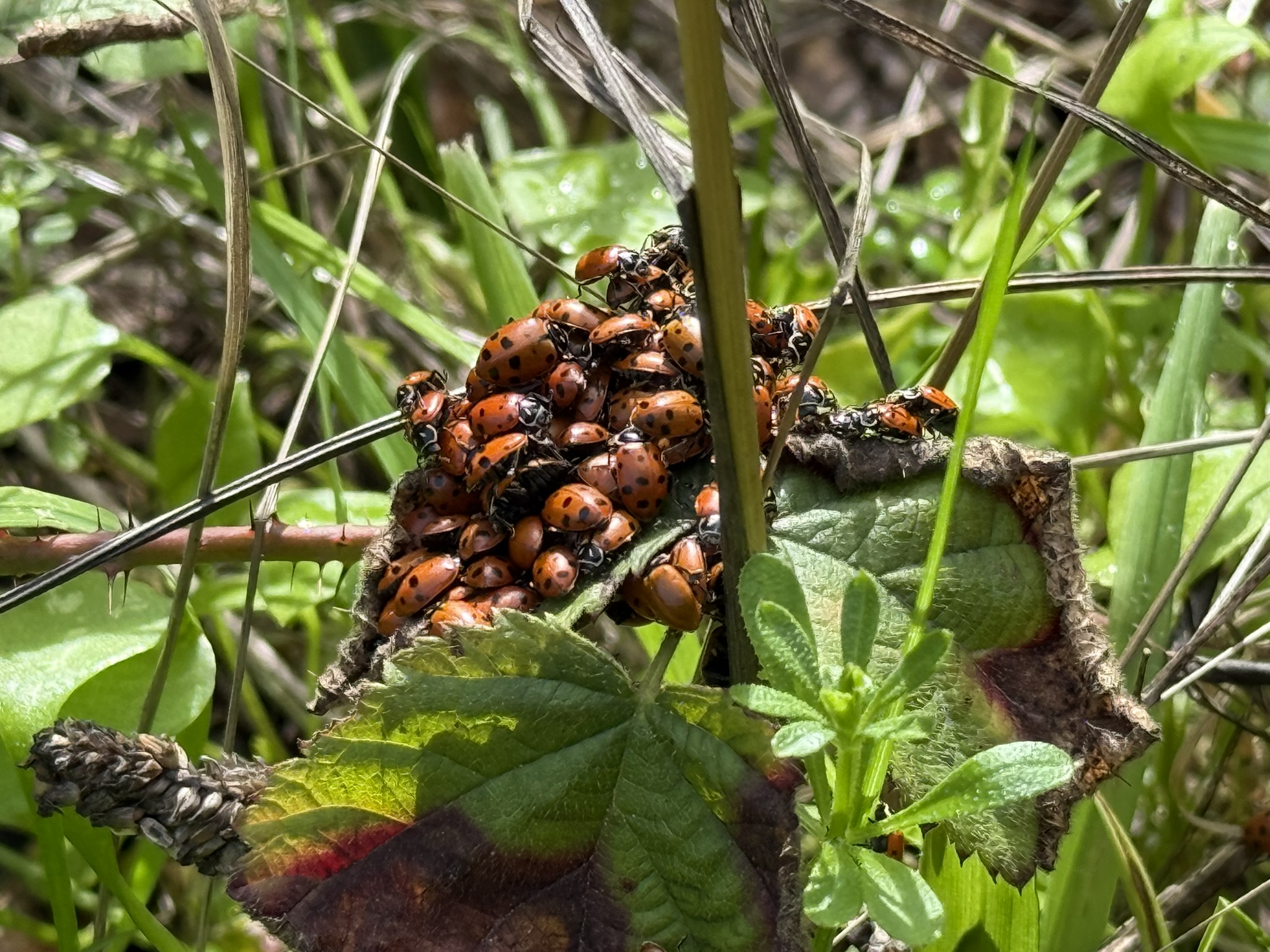 Sibley Volcanic Regional Preserve