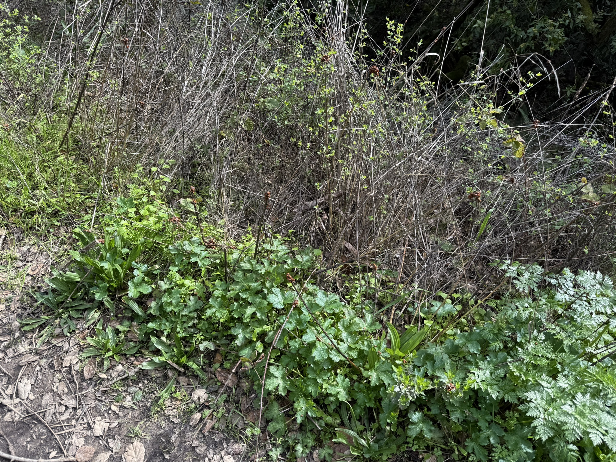 Sibley Volcanic Regional Preserve