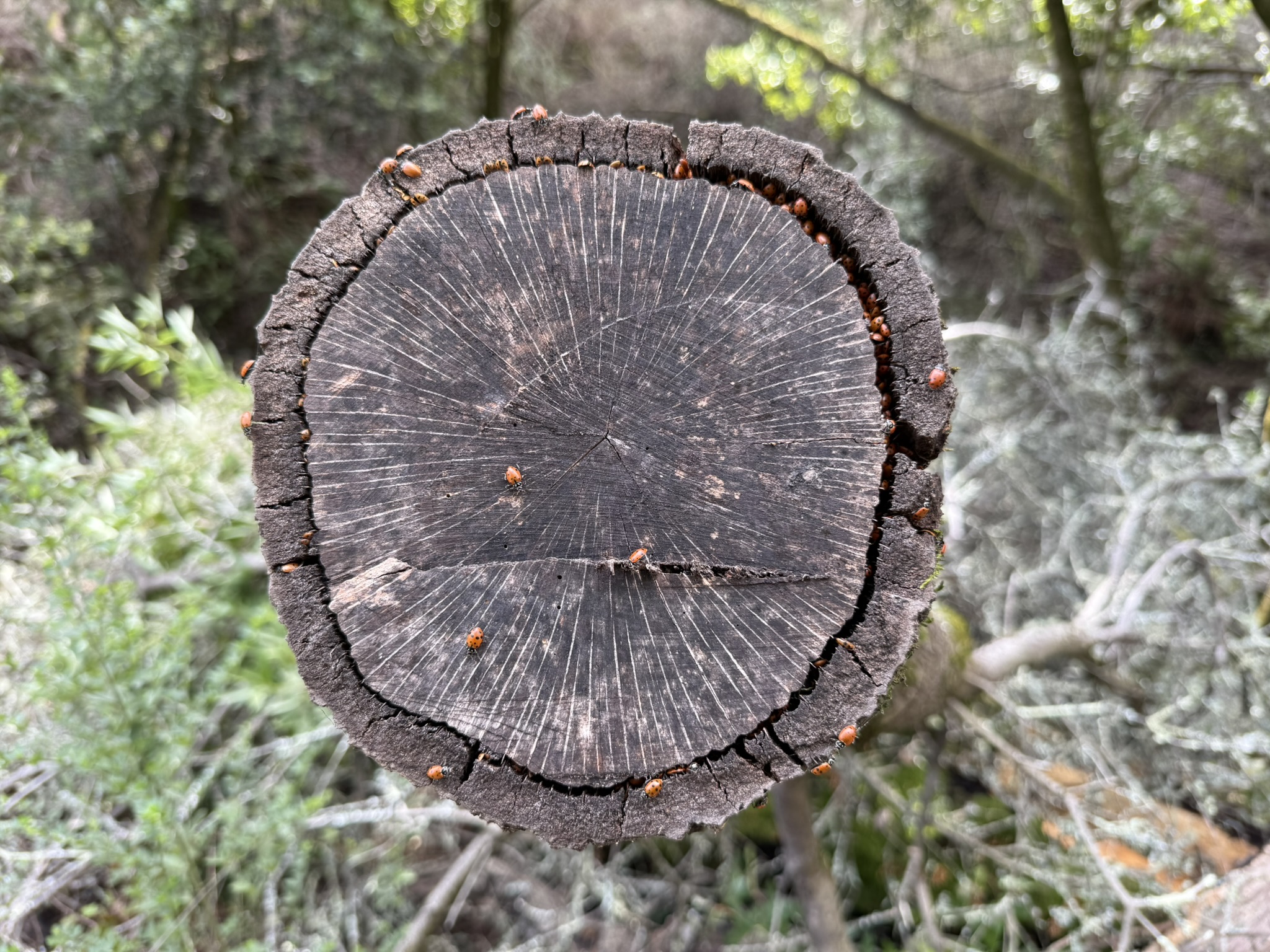 Sibley Volcanic Regional Preserve