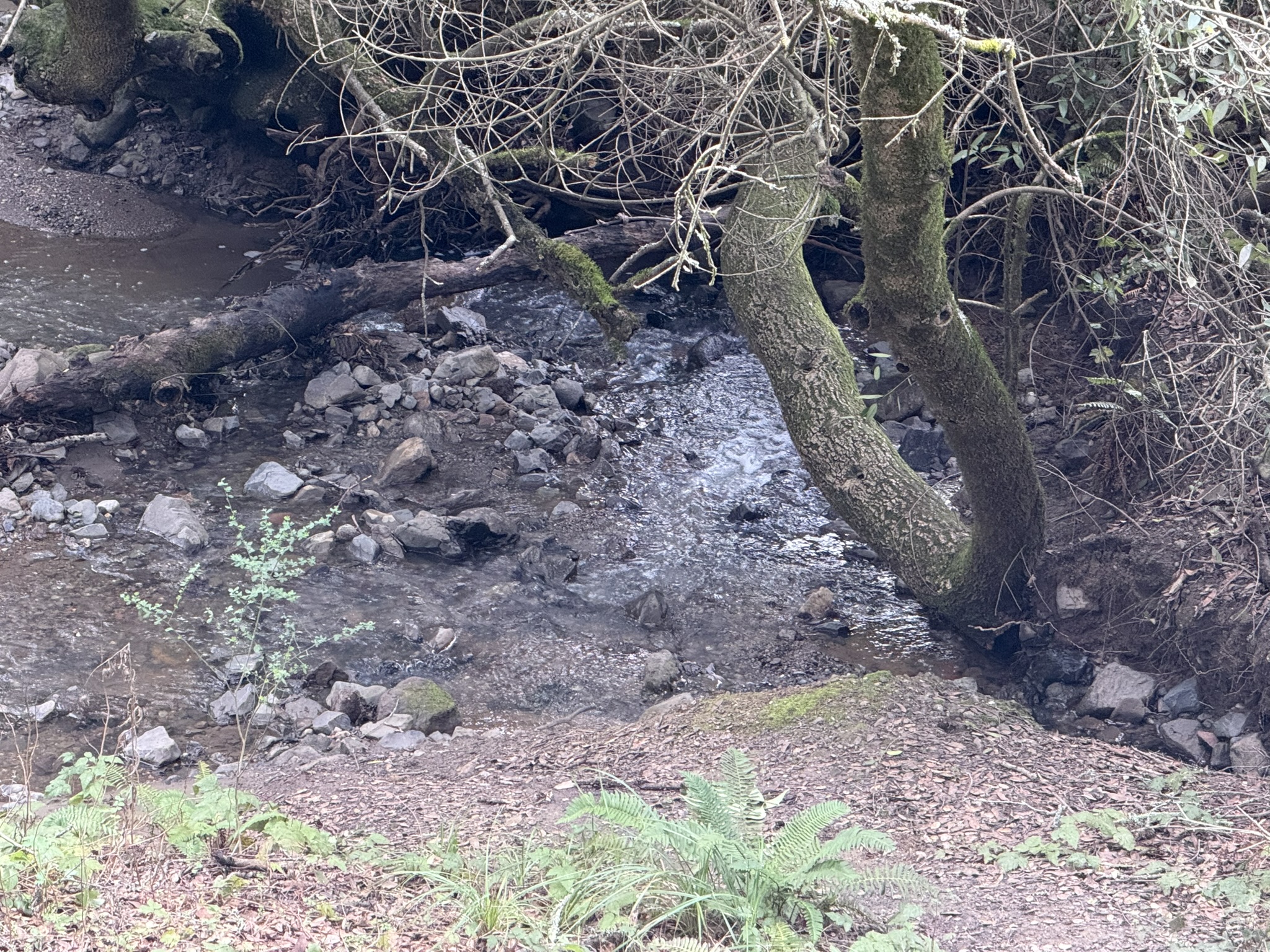 Sibley Volcanic Regional Preserve