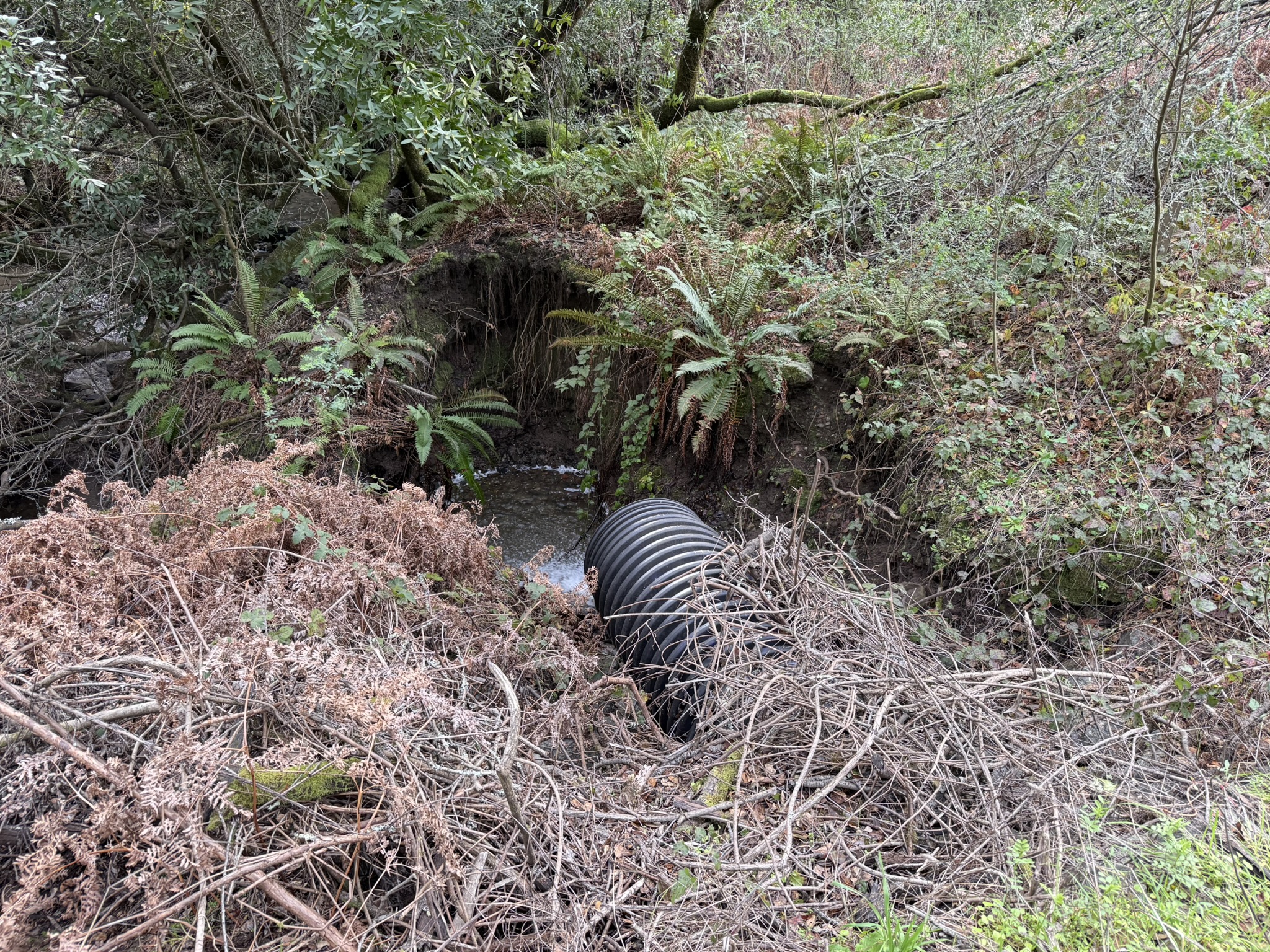 Sibley Volcanic Regional Preserve