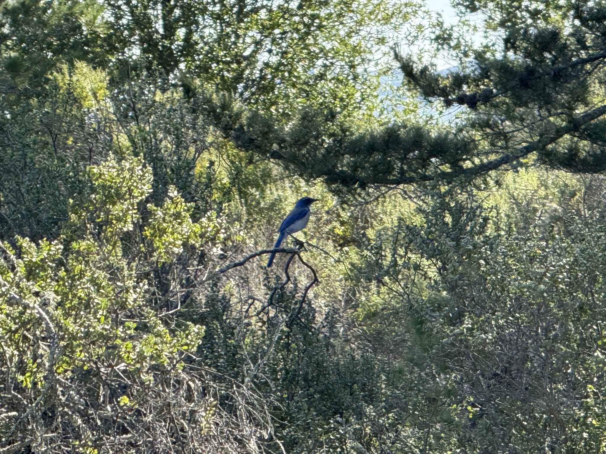 Tilden Regional Park East