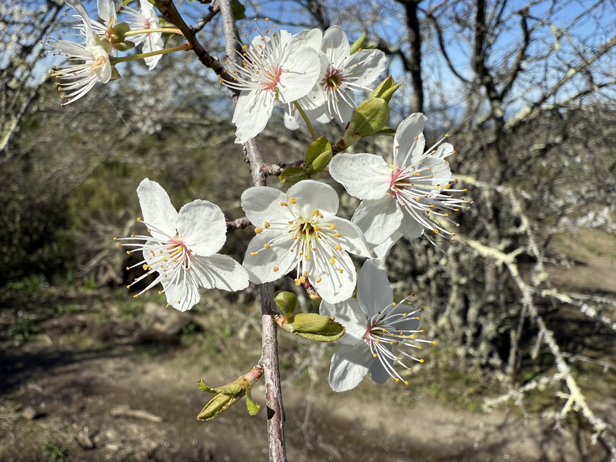 Tilden Regional Park East