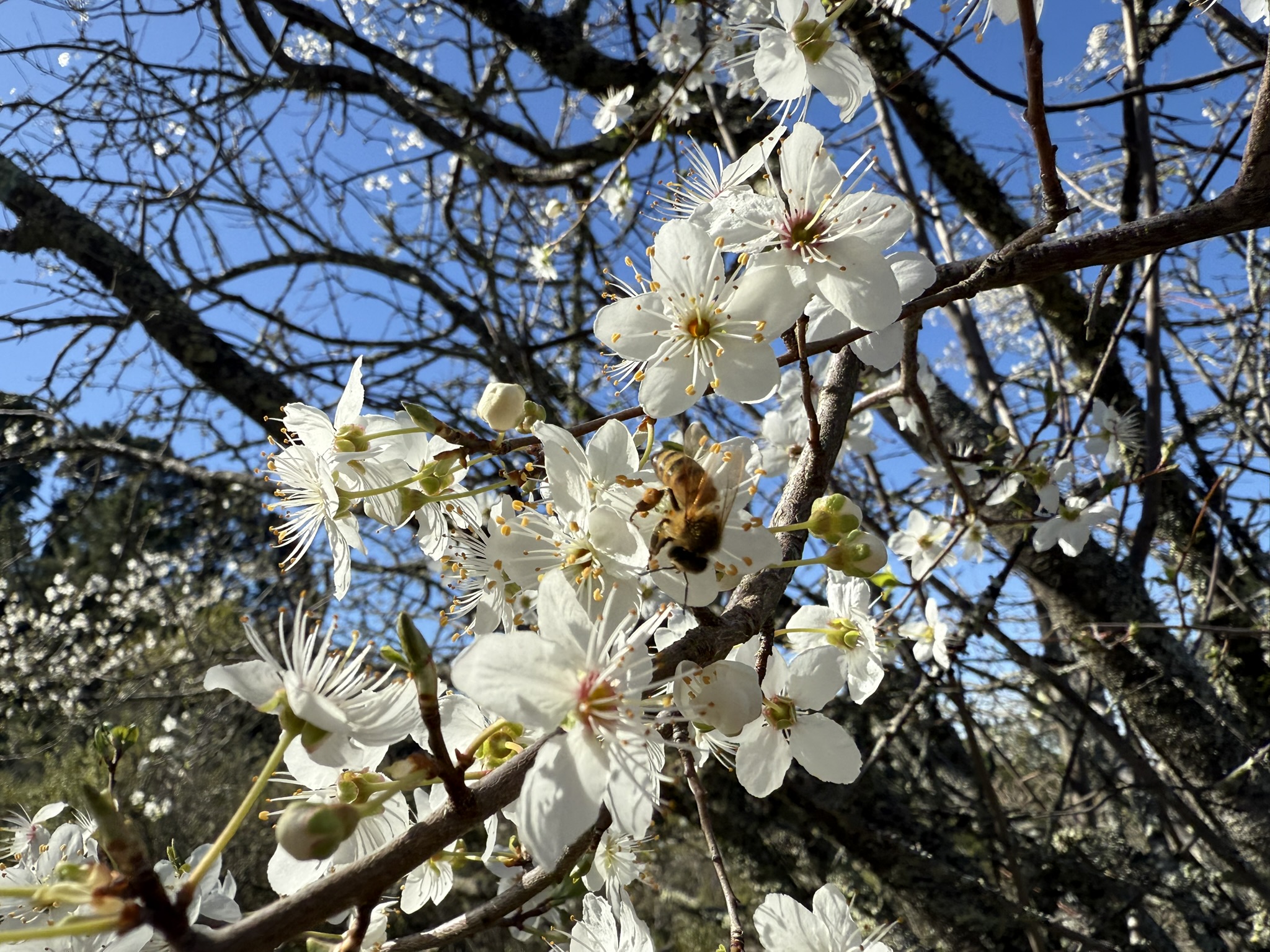 Tilden Regional Park East