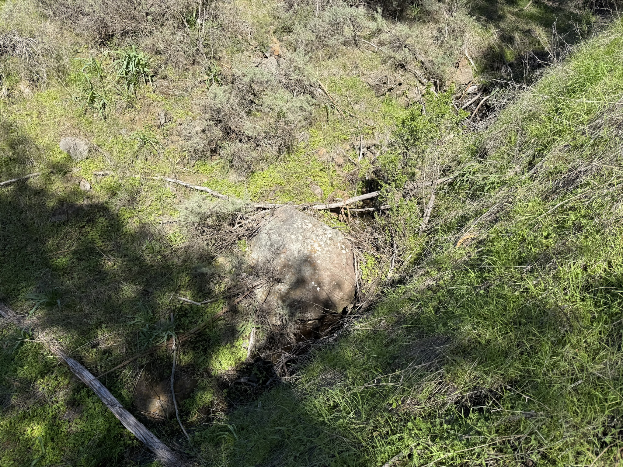 Tilden Regional Park East